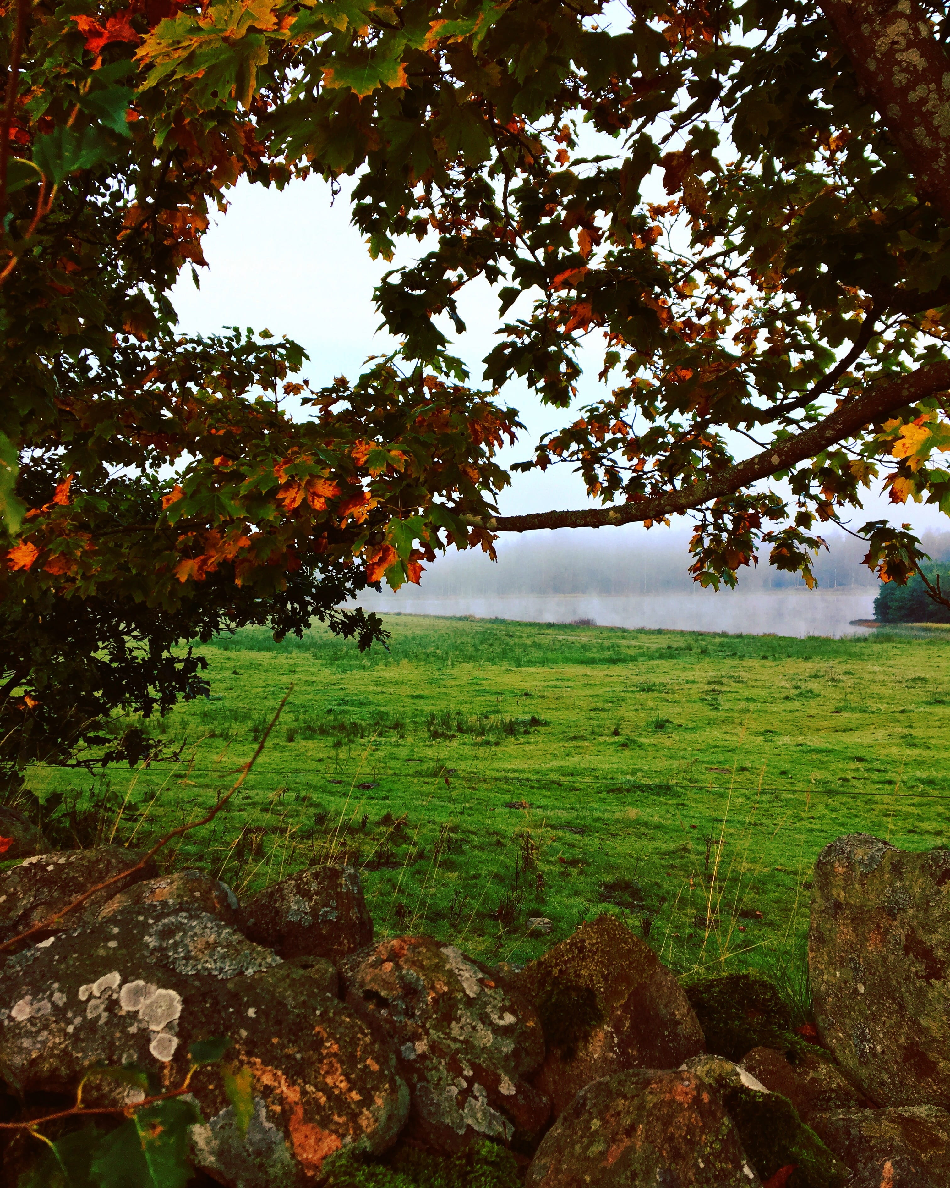 meadows, stones, lava, non-urban scene, mist, mystery, countryside, rural scene, orange, colors, views, landscapes, atmosphere, field, day, moss, bed, beautifully, Phone HD Wallpaper