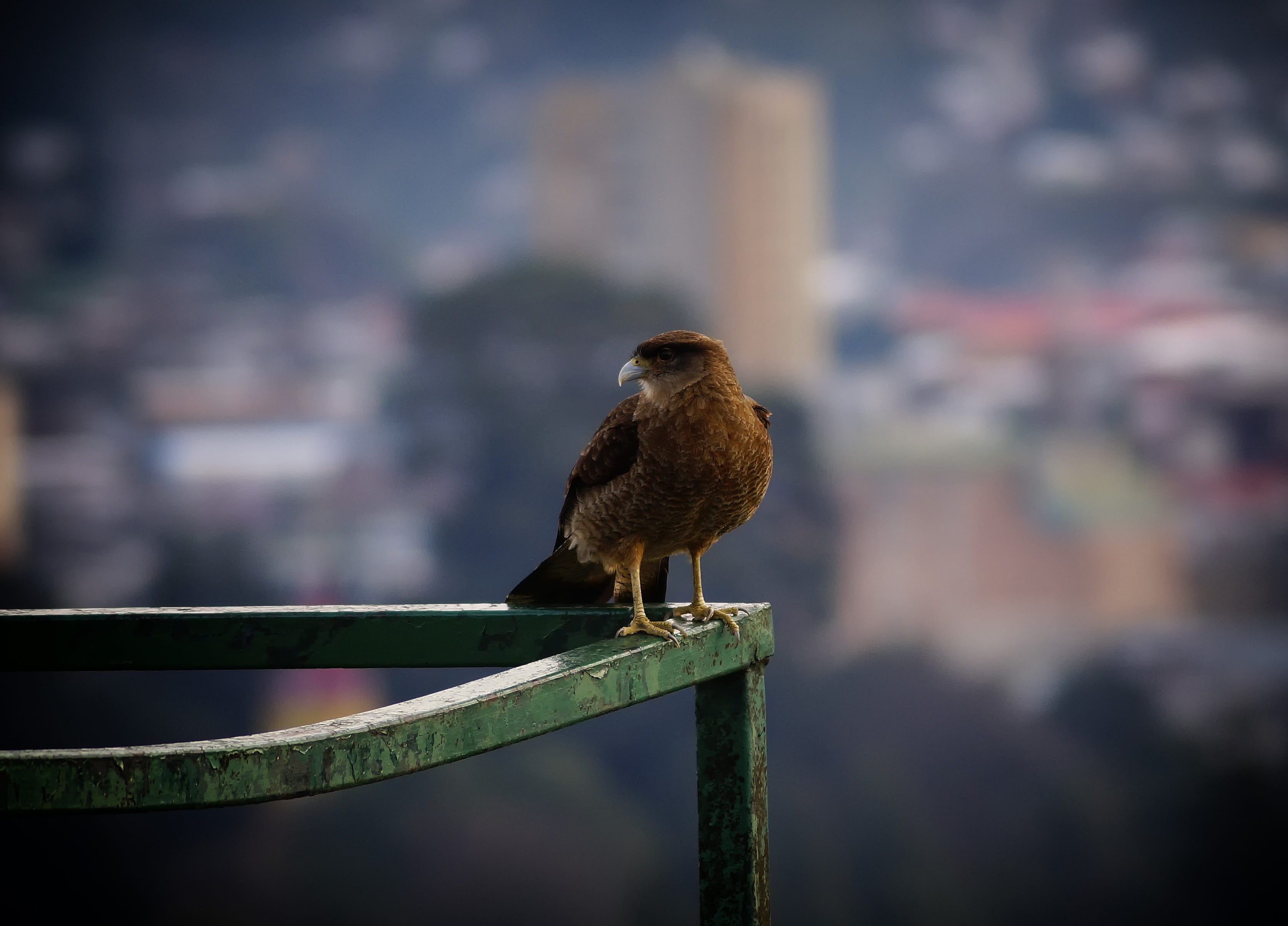 no people, animal themes, railing, animal wildlife, fence, day, chile, vertebrate, nature, focus on foreground, 2K, birds chilean, sparrow, metal, boundary, HD Wallpaper
