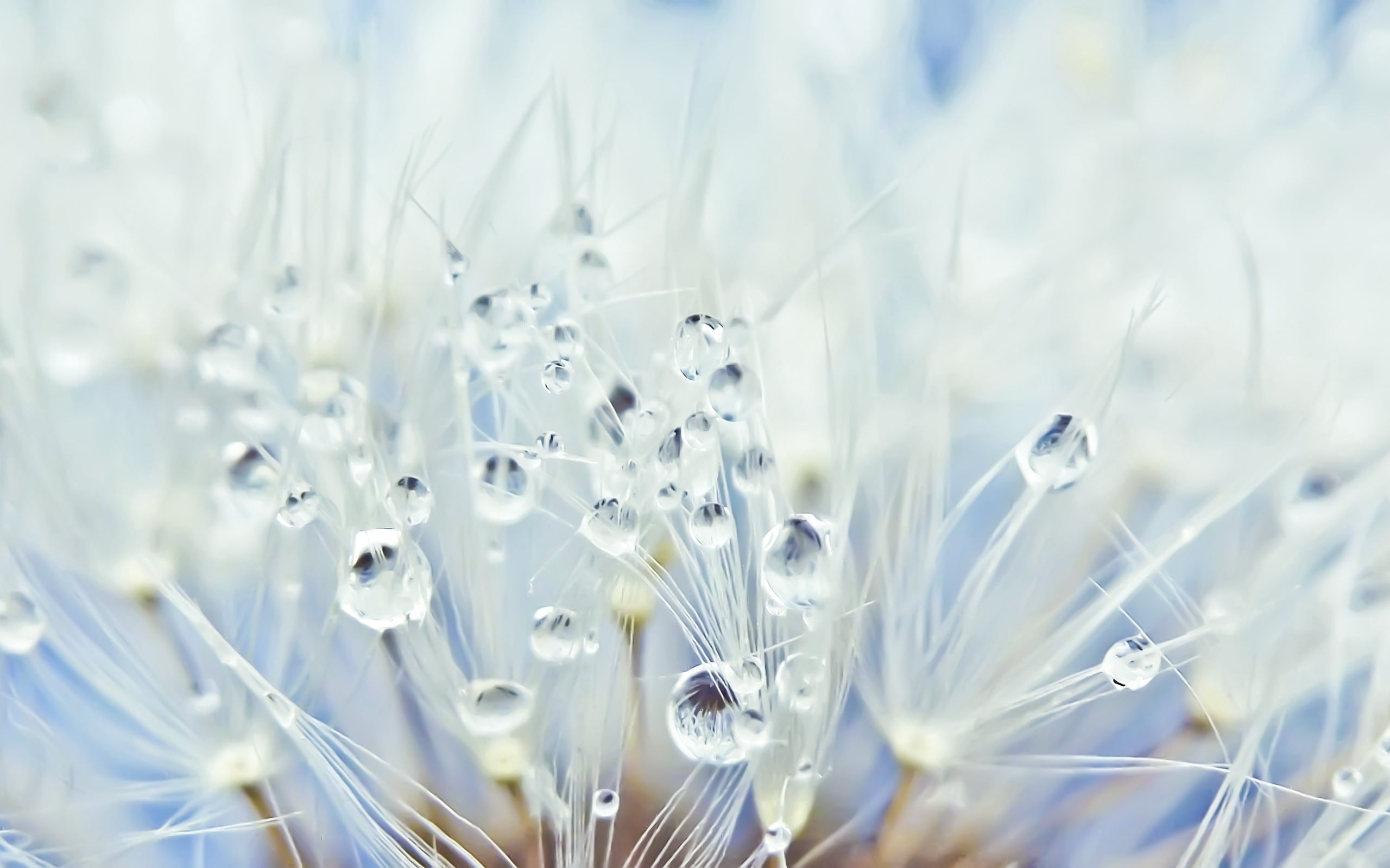 flower head, selective Focus, 2K, green Color, dandelion, seeds, summer, flowering plant, day, no People, meadow, freshness, blossom, fluffy, flower, seed, HD Wallpaper