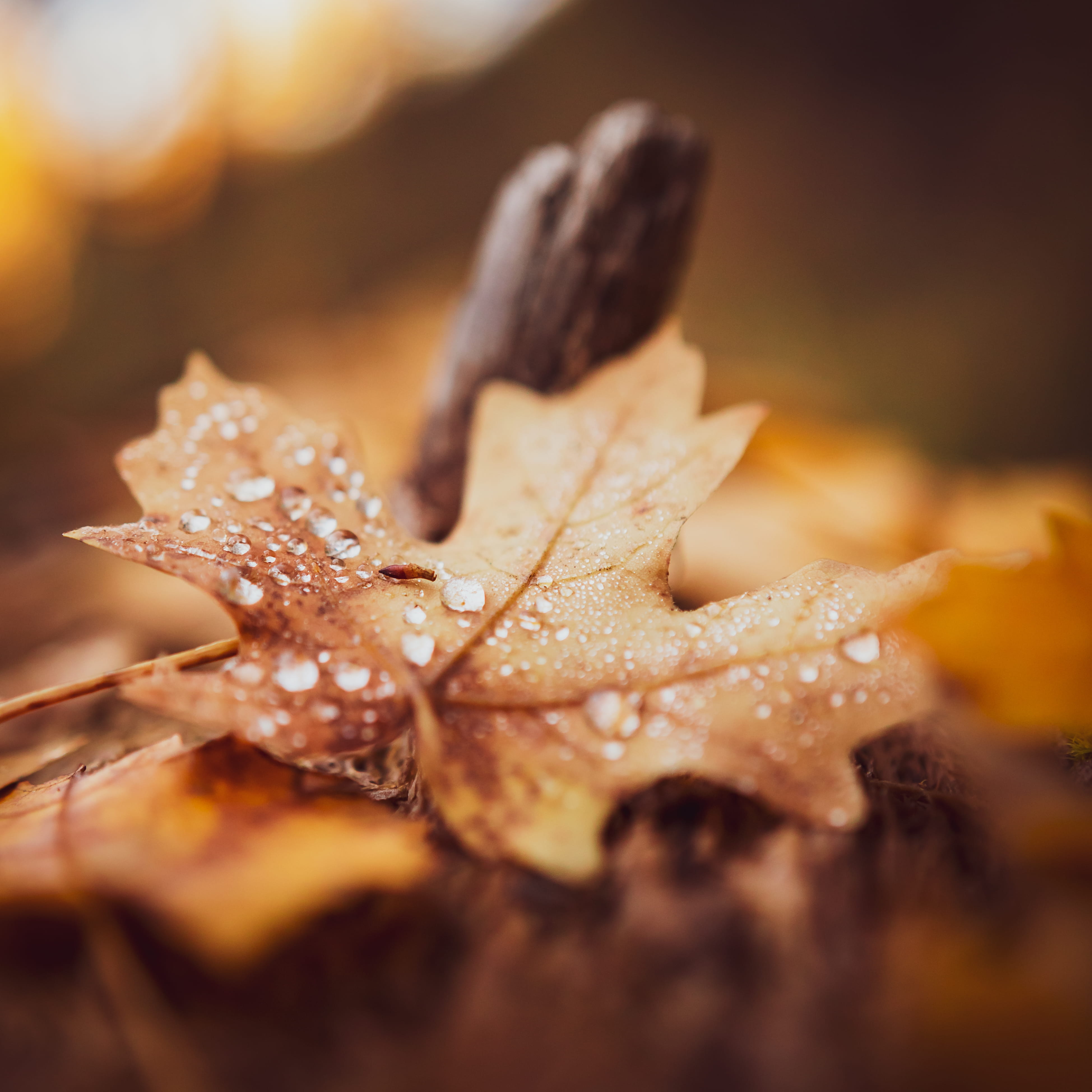 copy space, freshness, leaf, mountain, still life, shape, indoors, fall, dew, snack, studio shot, sugar, photography, food, canada, close, animal, close-up, Phone HD Wallpaper