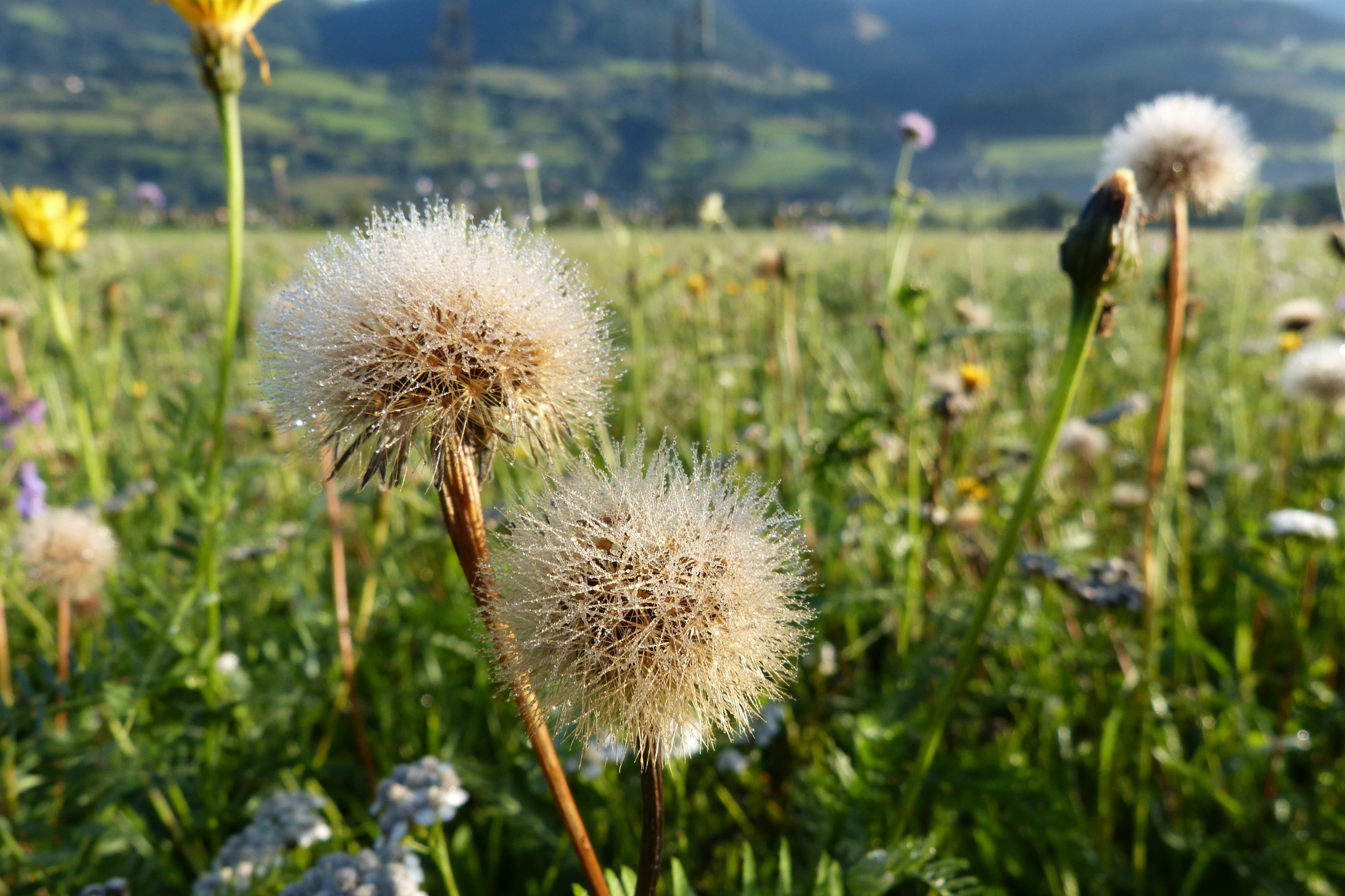 uncultivated, focus on foreground, wildflower, fragility, flowers, faded, dew, freshness, meadow, softness, mountain meadow, inflorescence, day, plant stem, HD Wallpaper