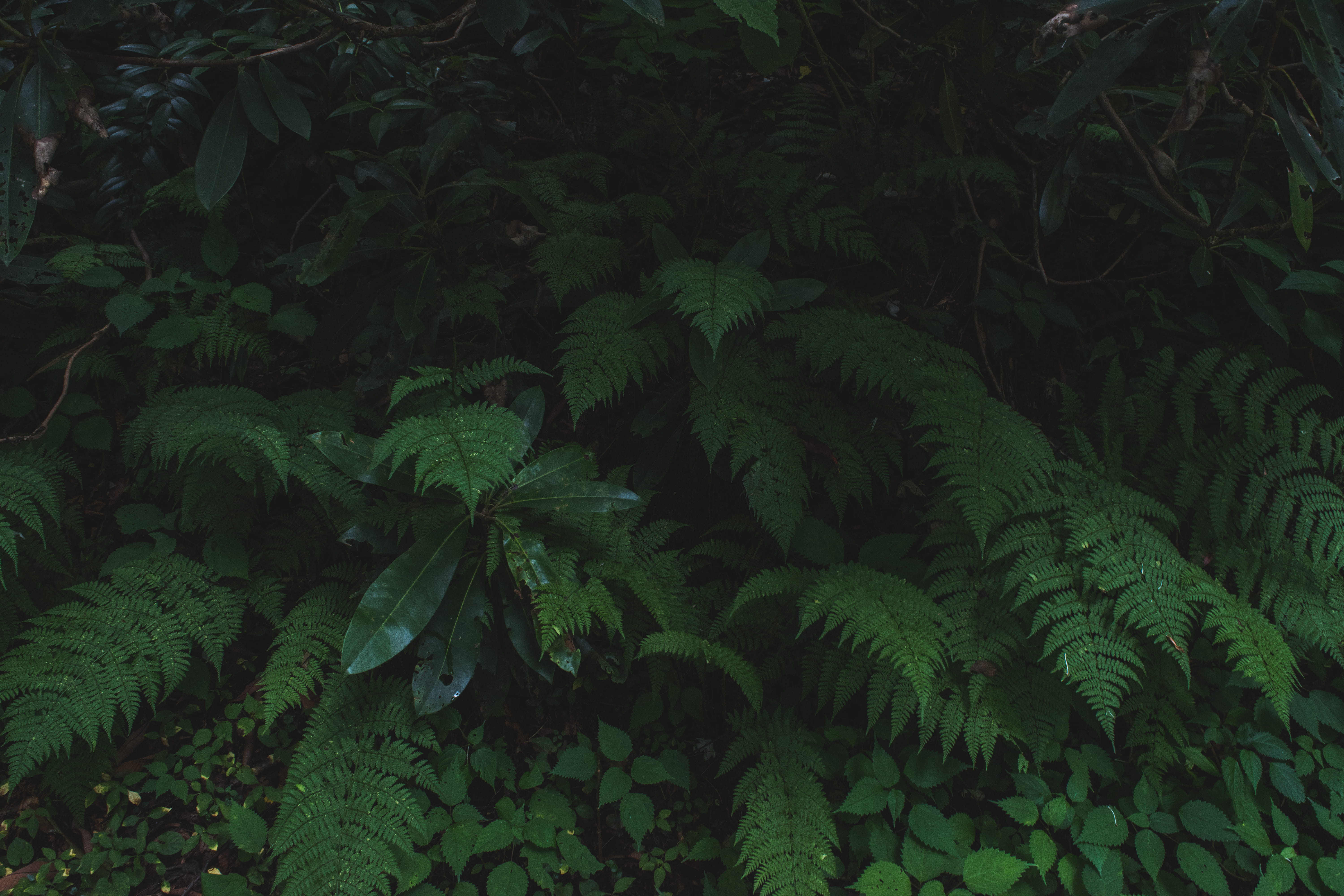 growth, rainforest, fern, full frame, leaves, leaf, outdoors, plant part, plant, day, 5K, tranquility, high angle view, green color, land, forest, united states, HD Wallpaper