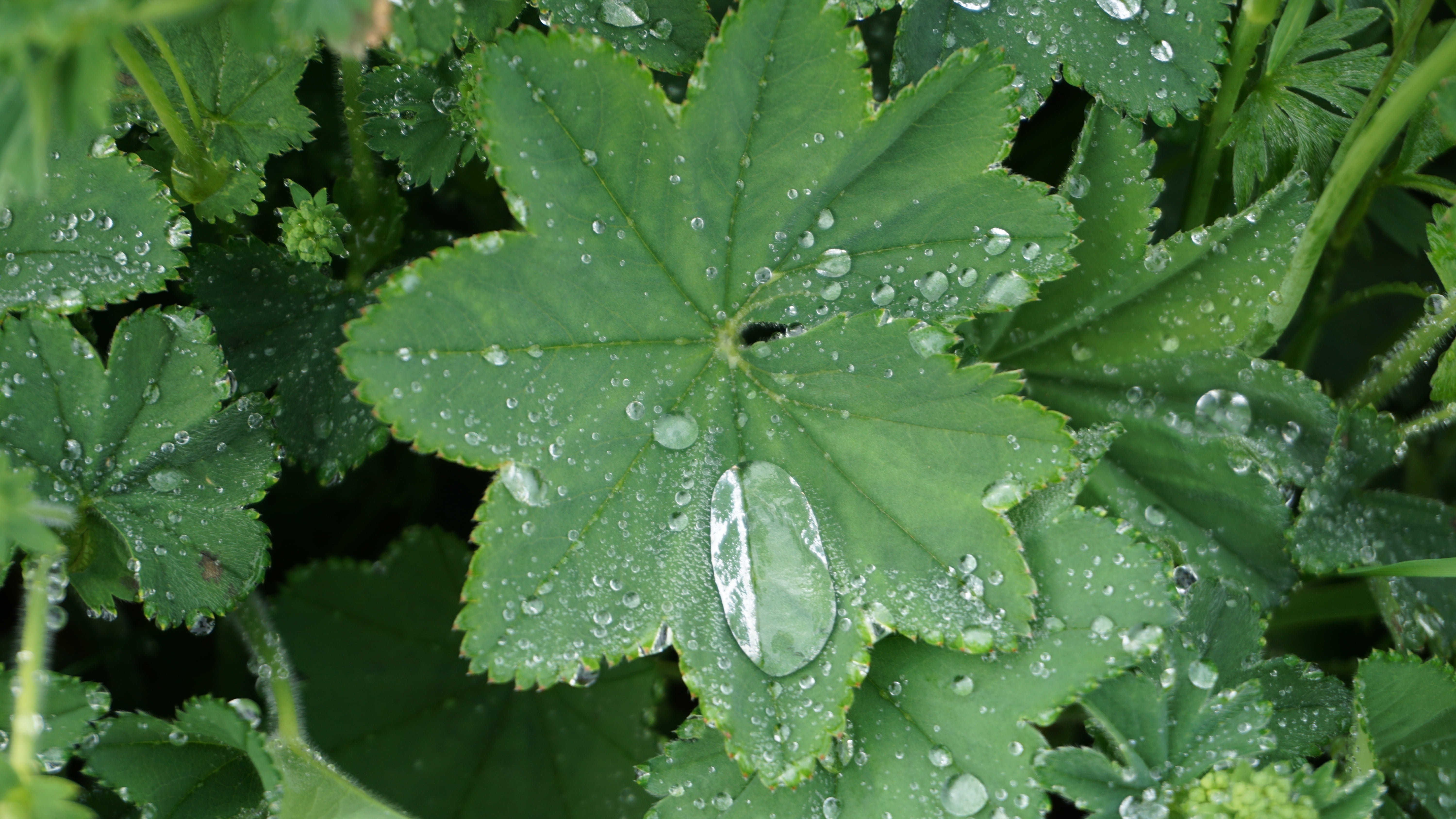 freshness, drop of water, plant, leaf, beads, outdoors, no people, dewdrop, beauty in nature, day, beaded, rainy season, water, rain, green Color, gardening, HD Wallpaper