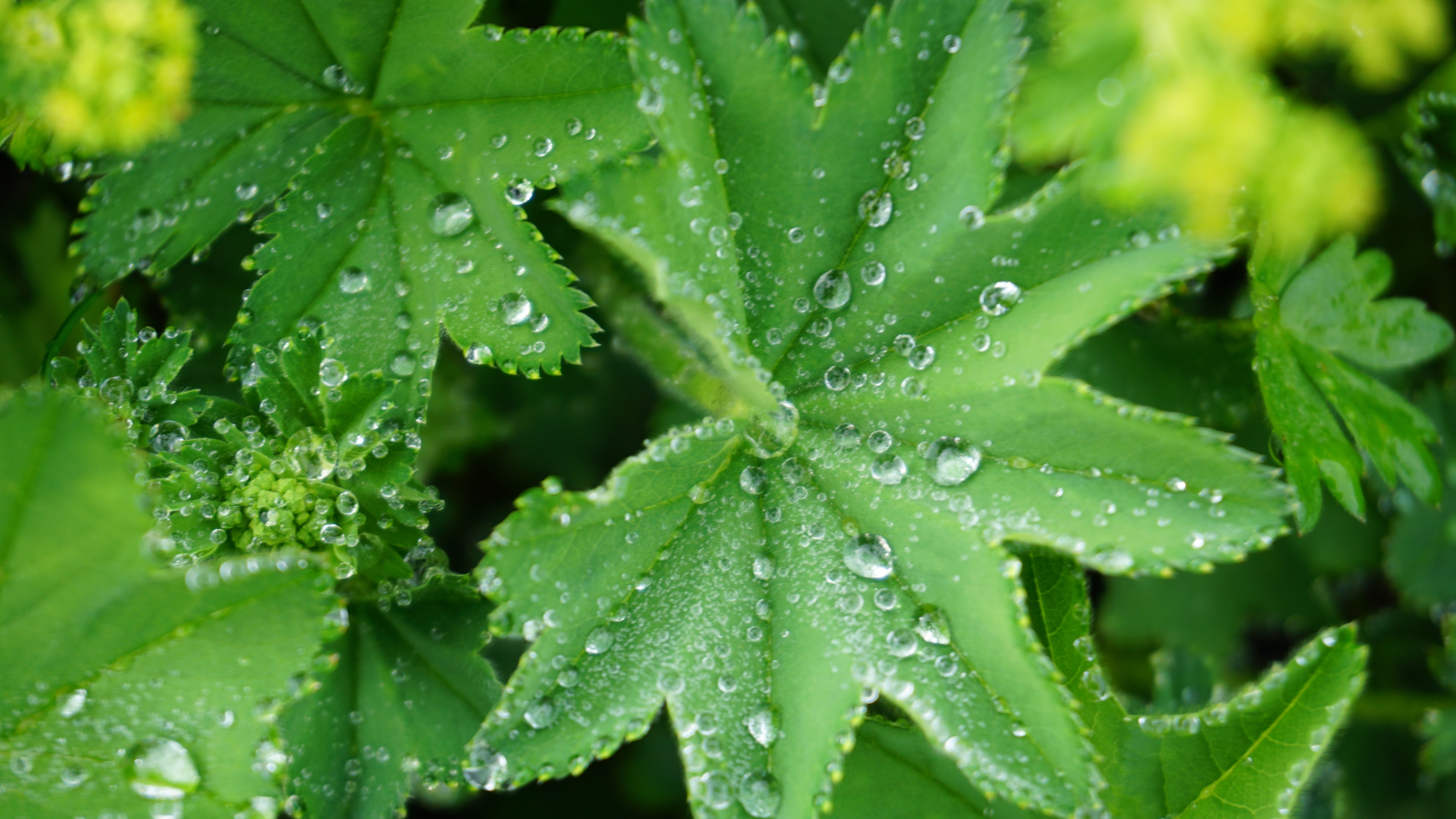 nature, rain, 5K, beauty in nature, backgrounds, Dew, plant part, drip, no people, day, beads, flora, dewdrop, leaf, growth, raindrop, Drop Of Water, close-up, HD Wallpaper