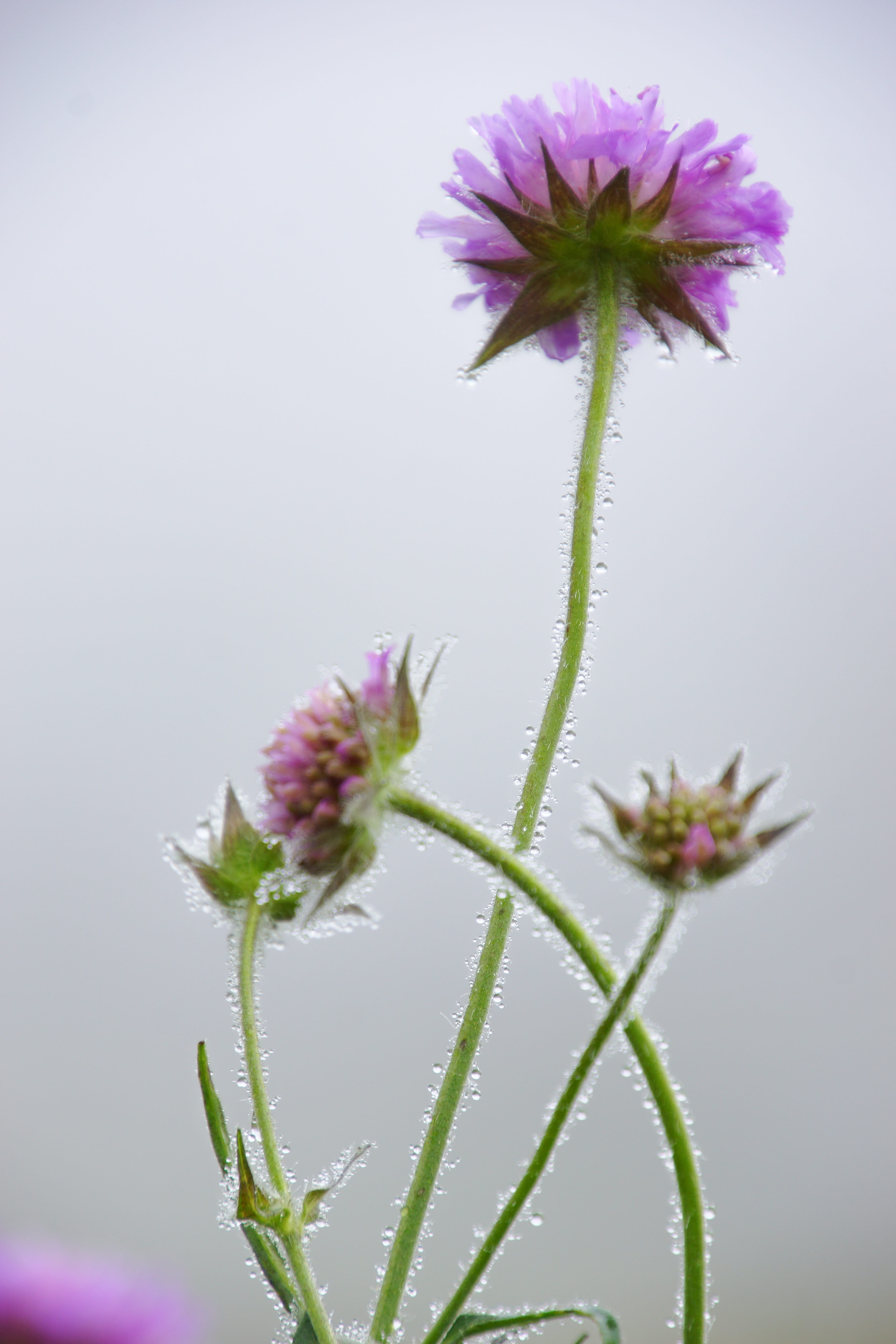 green, droplets, plant stem, pink color, sepal, flower, purple, violet, fragility, flowering plant, focus on foreground, vulnerability, summer, water, nature, Phone HD Wallpaper