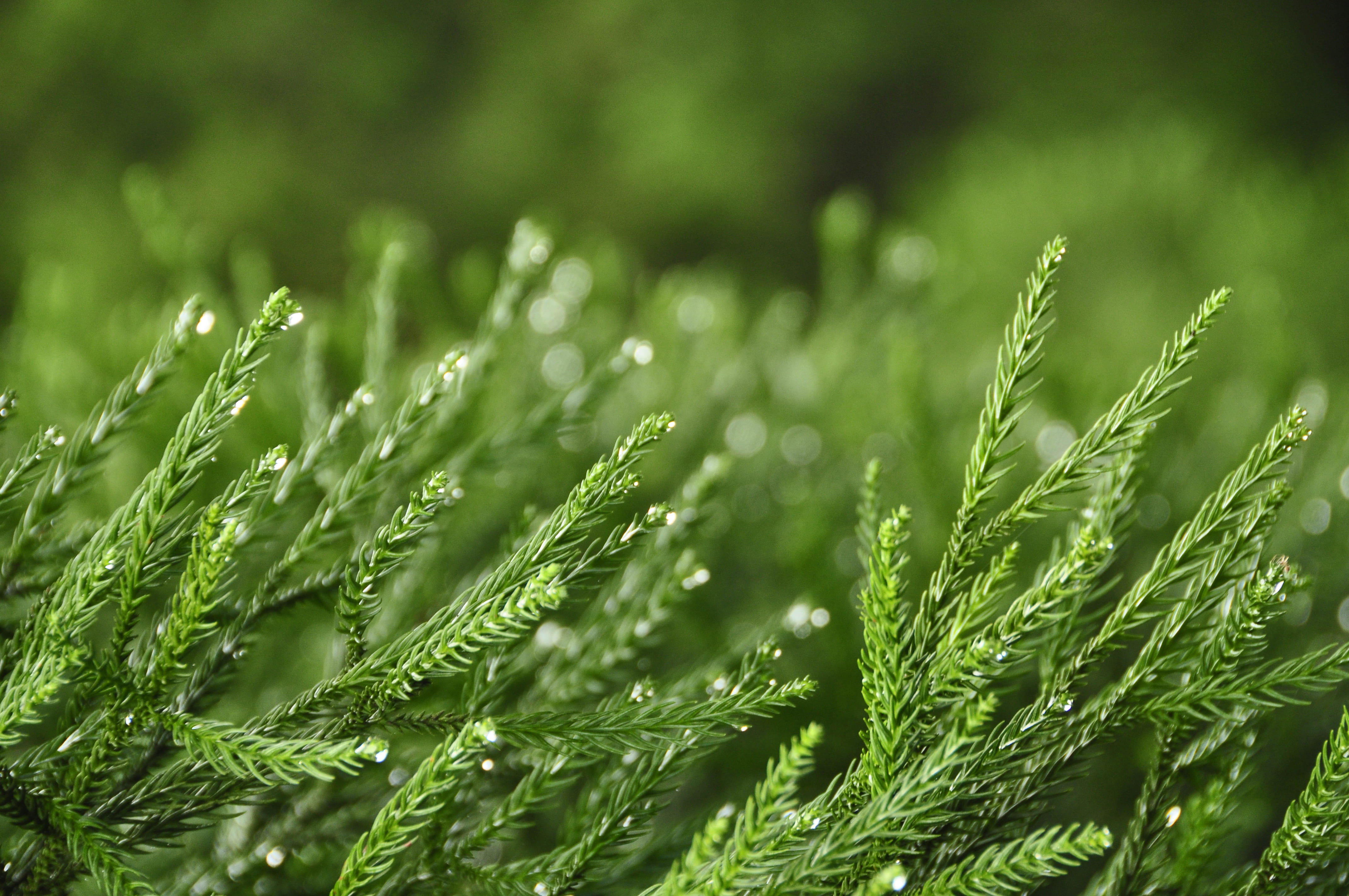 water, close-up, plant, tree, full frame, leaf, 4K, beauty in nature, land, rain, field, grass, green color, nature, green, growth, dew, outdoors, backgrounds, HD Wallpaper