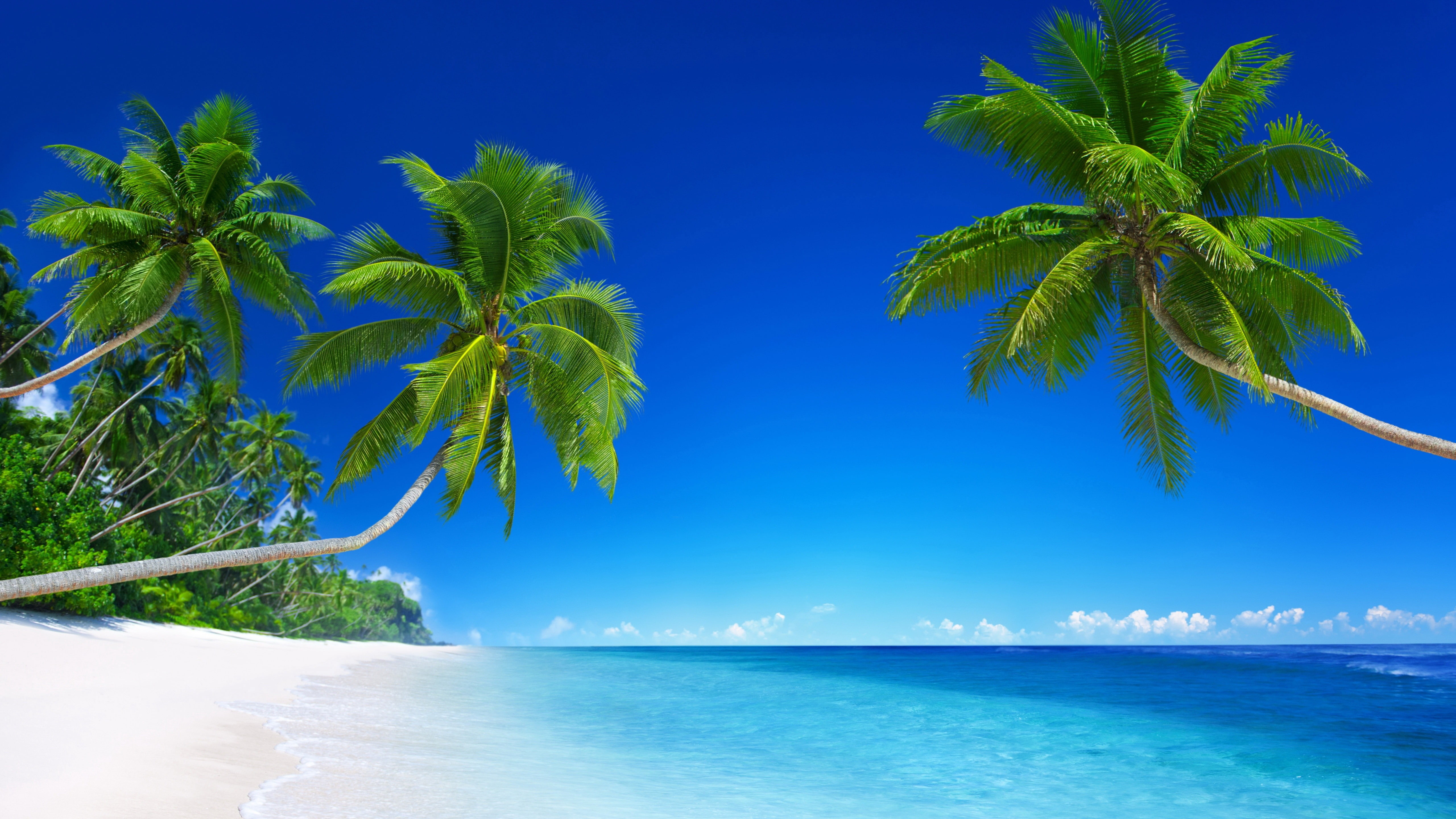 5K, 8k, paradise, tropical beach, blue, seashore, sea, sky, 5k, clear, palms, HD Wallpaper