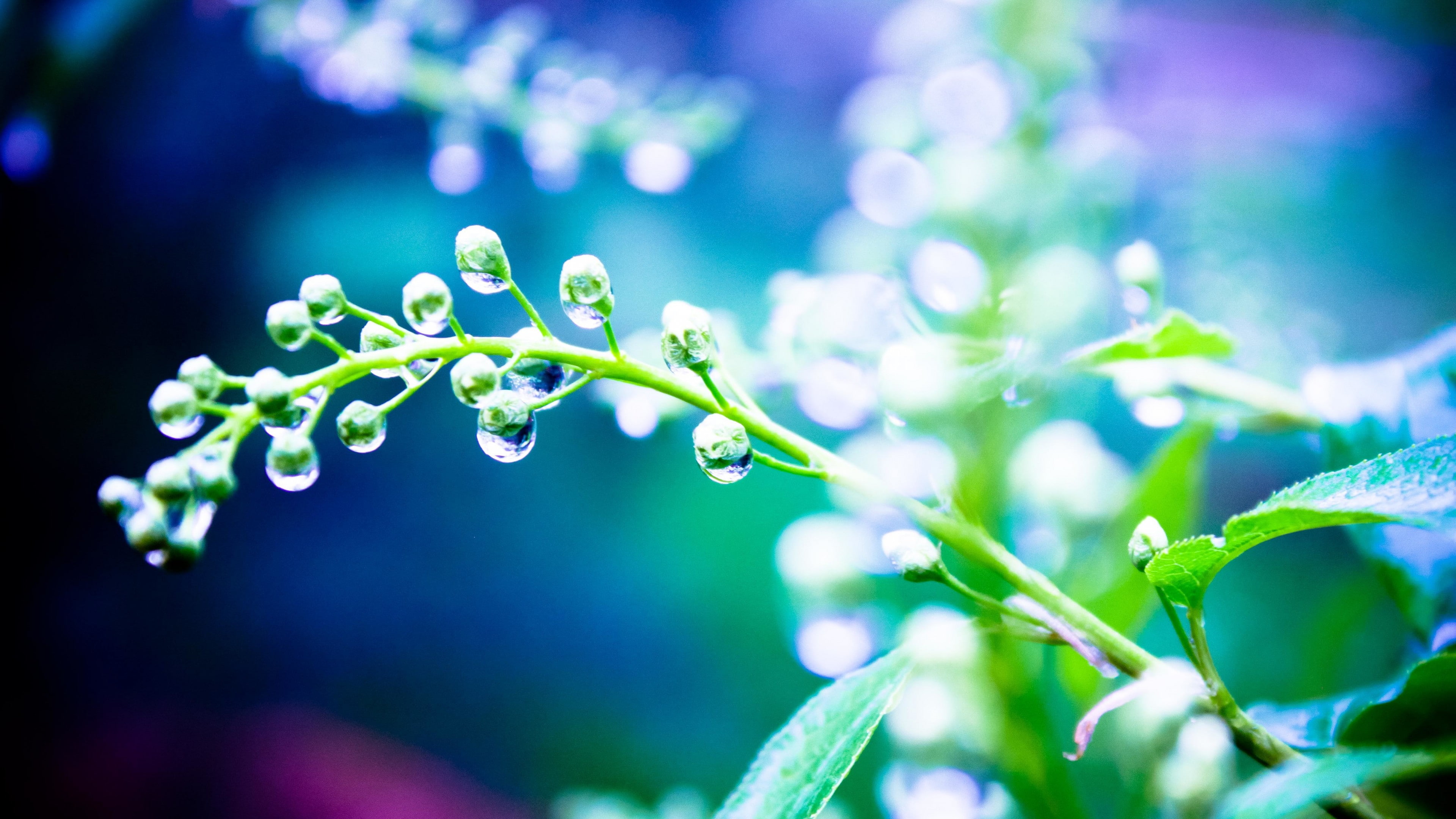4K, water, 4k, drops, light, Rain, plants, 5k, 8k, HD Wallpaper