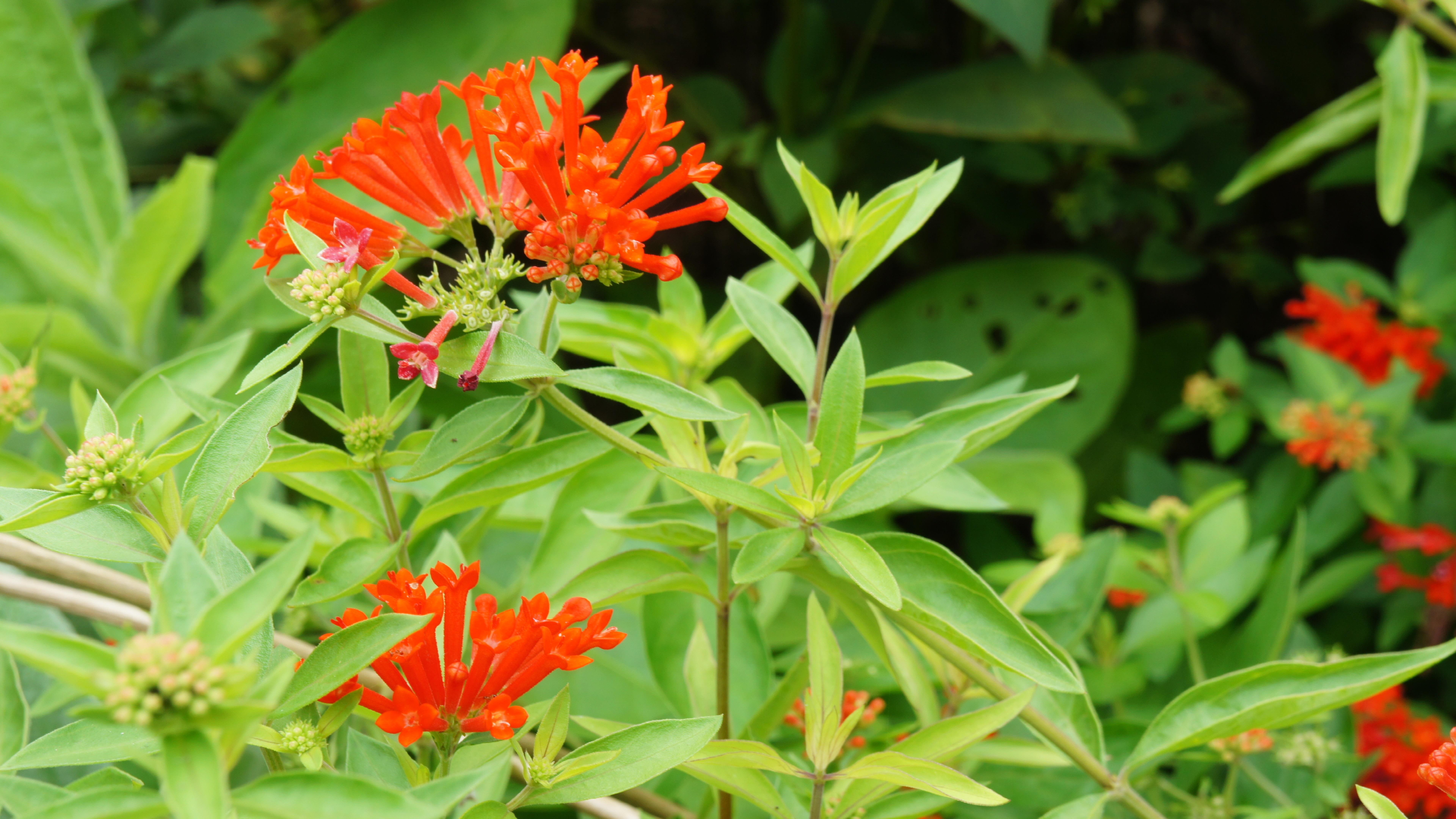 flower head, growth, nature, leaf, freshness, beauty in nature, green color, flowering plant, fragility, day, pollen, plant, 8K, flower, inflorescence, HD Wallpaper