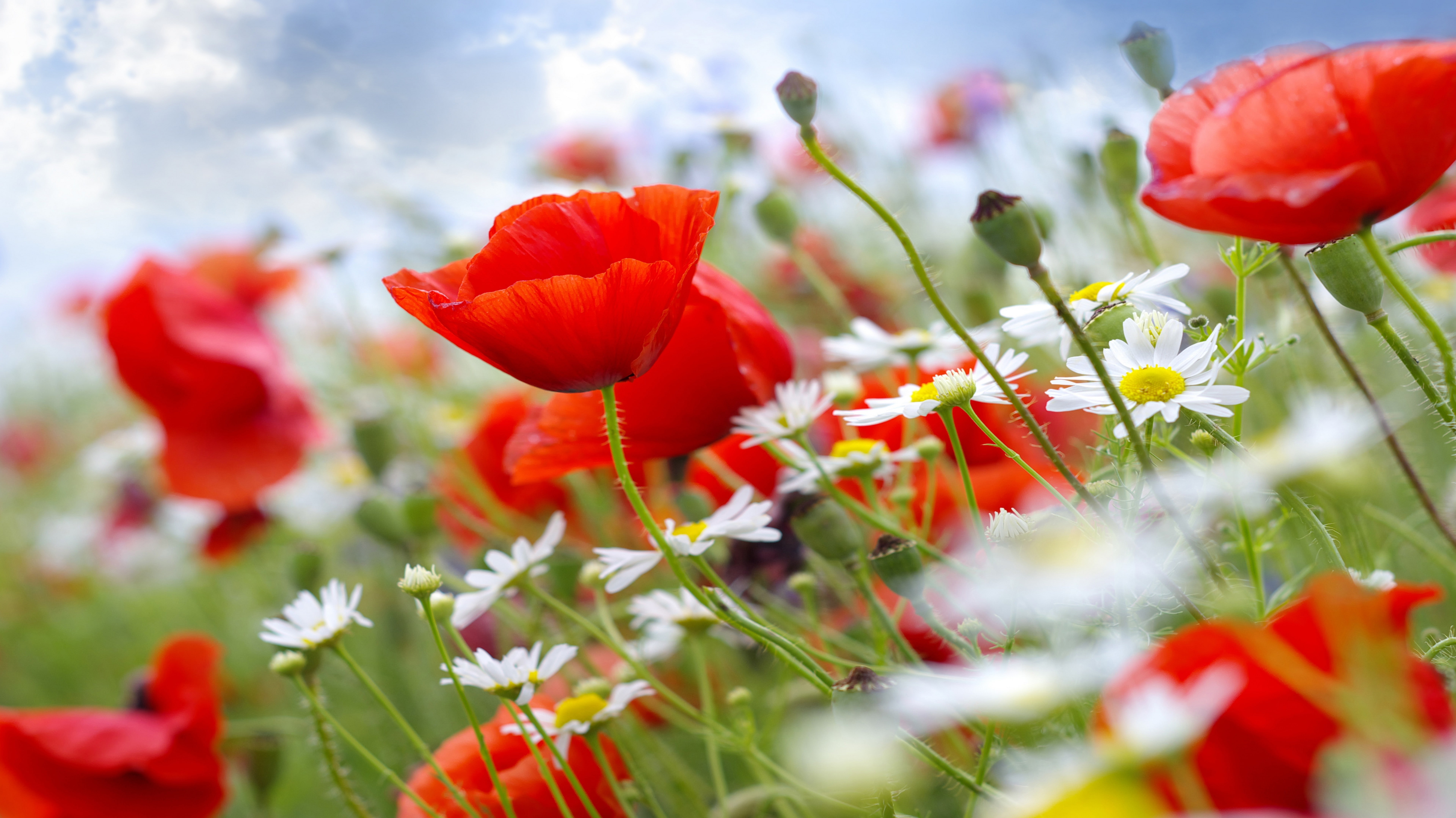 Poppy, 5k, 8K, 8k, wildflowers, meadows, HD Wallpaper