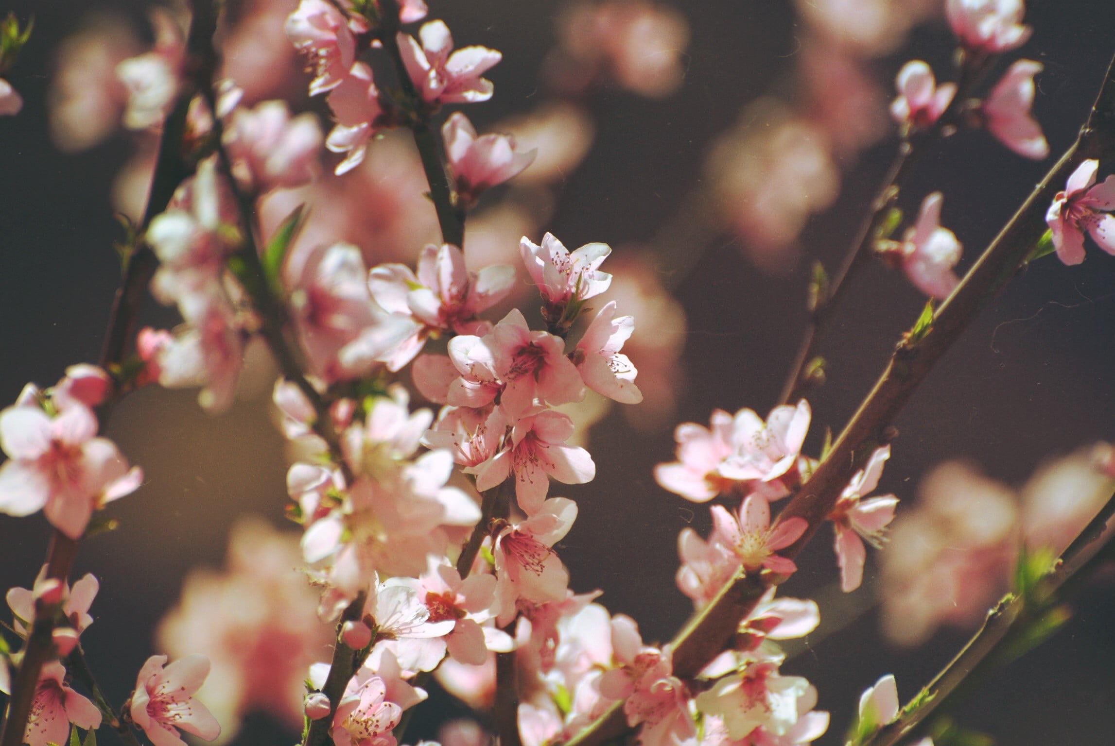 blossom, nature, close-up, flower, flowering plant, pink, spring, fragility, tree, flowers, botany, cherry blossom, day, selective focus, springtime, cherry, HD Wallpaper