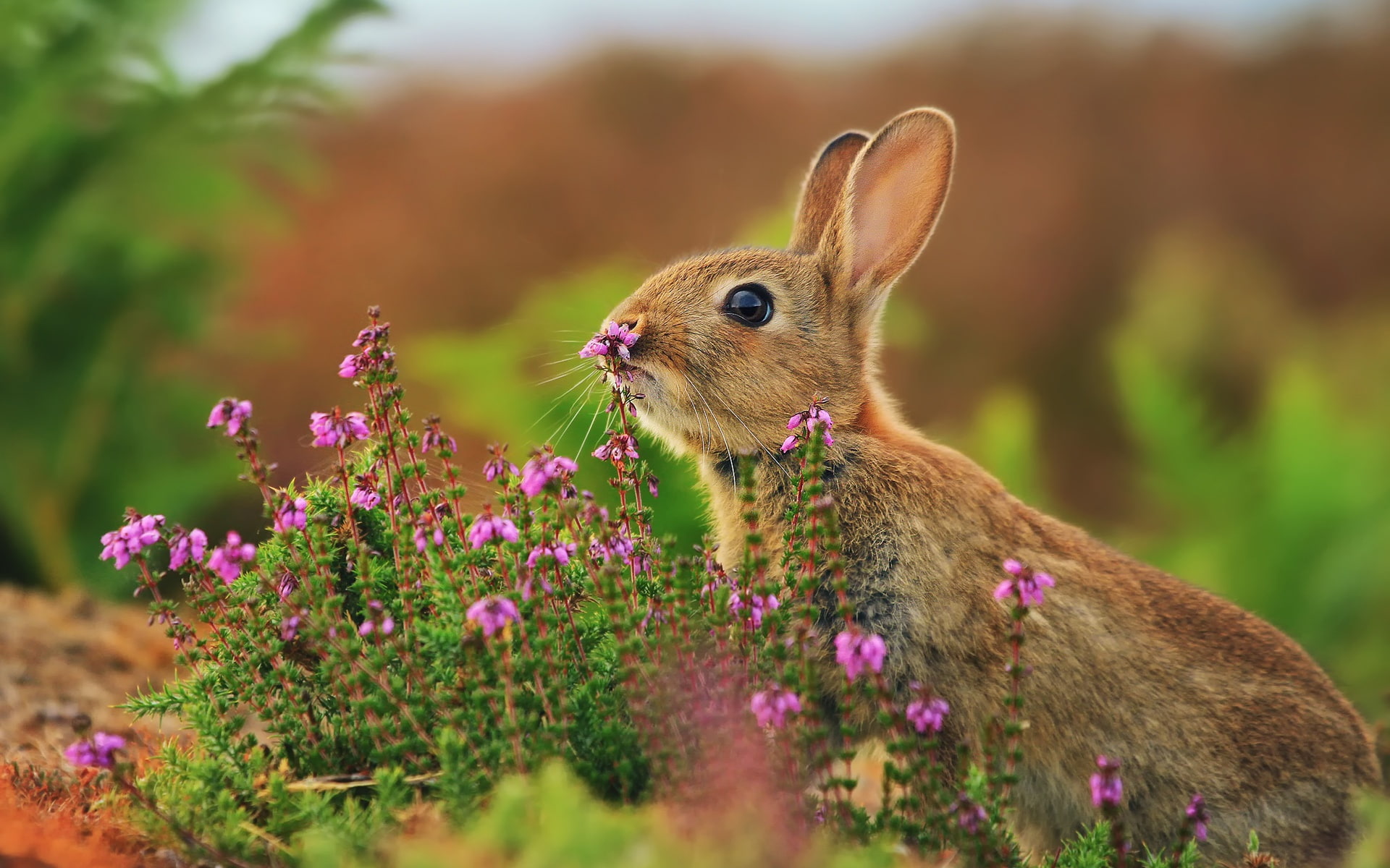 Hare, Flowers, Grass, close, 1080P, Animals, HD Wallpaper