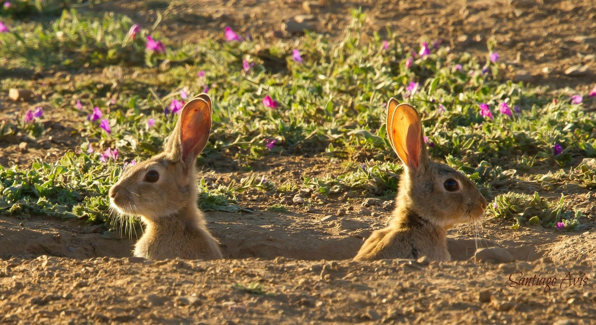 hares, 1080P, flowers, burrow, HD Wallpaper