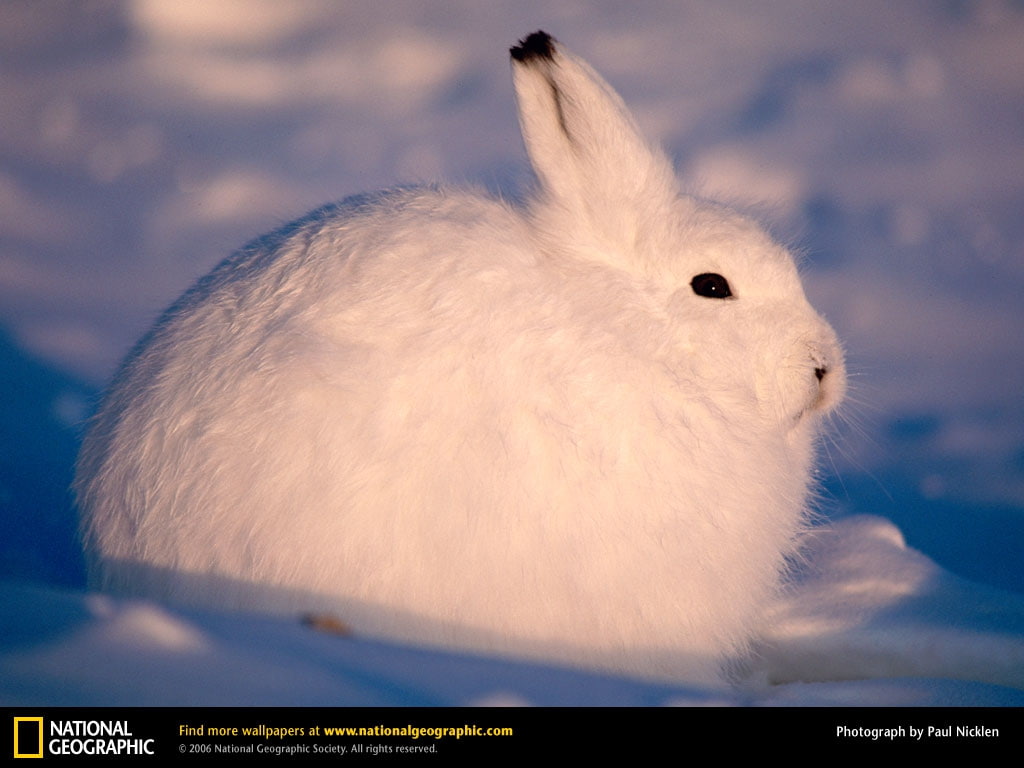480P, hd, snow, Arctic, animals, art, white, hare, HD Wallpaper