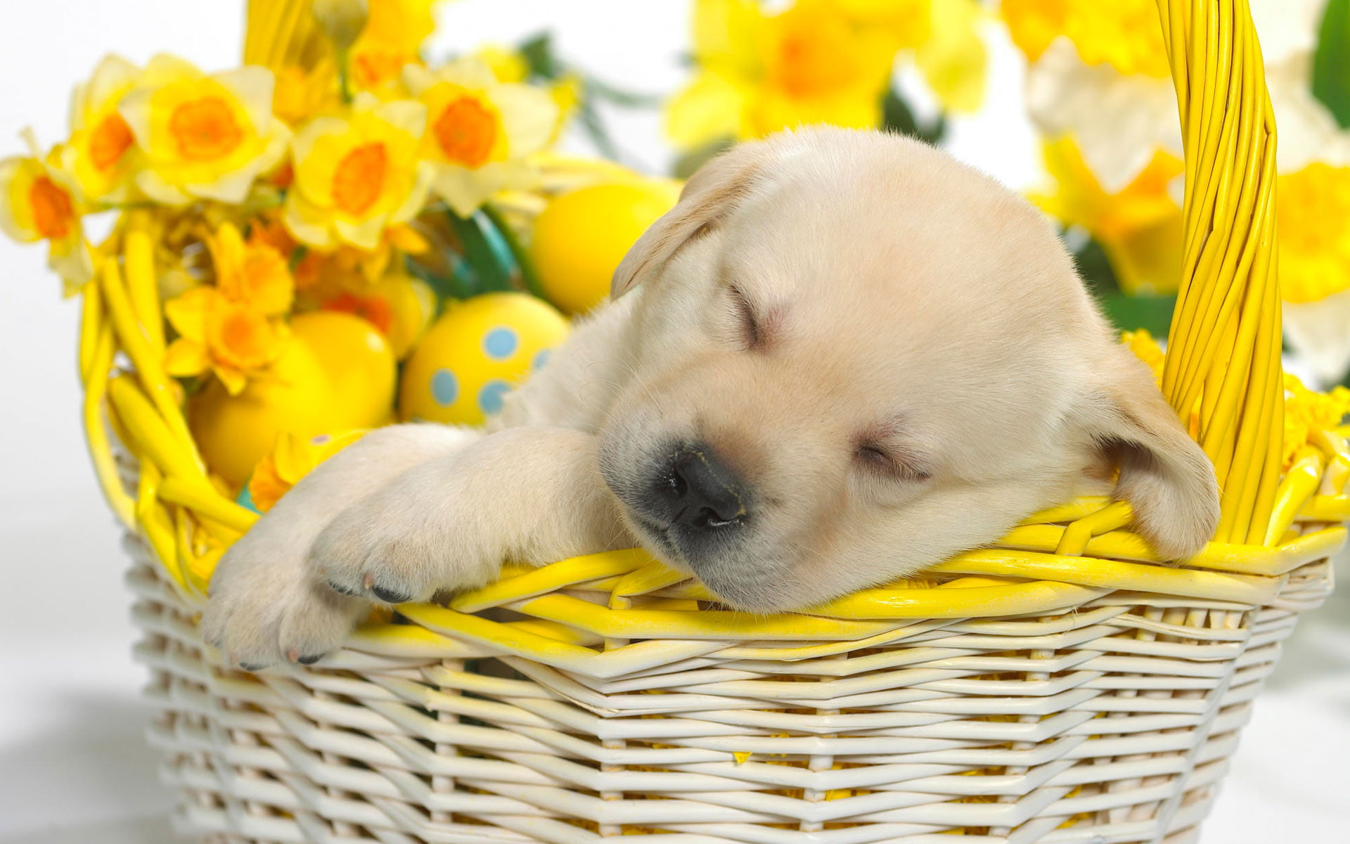 springtime, 1080P, snooze, HD Wallpaper