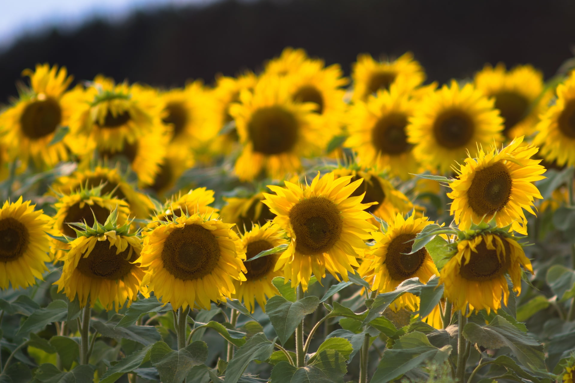 1080P, fragility, beauty in nature, field, sunflower, day, plants, plant, flowerbed, growth, flower, flowering plant, springtime, petal, nature, yellow, HD Wallpaper