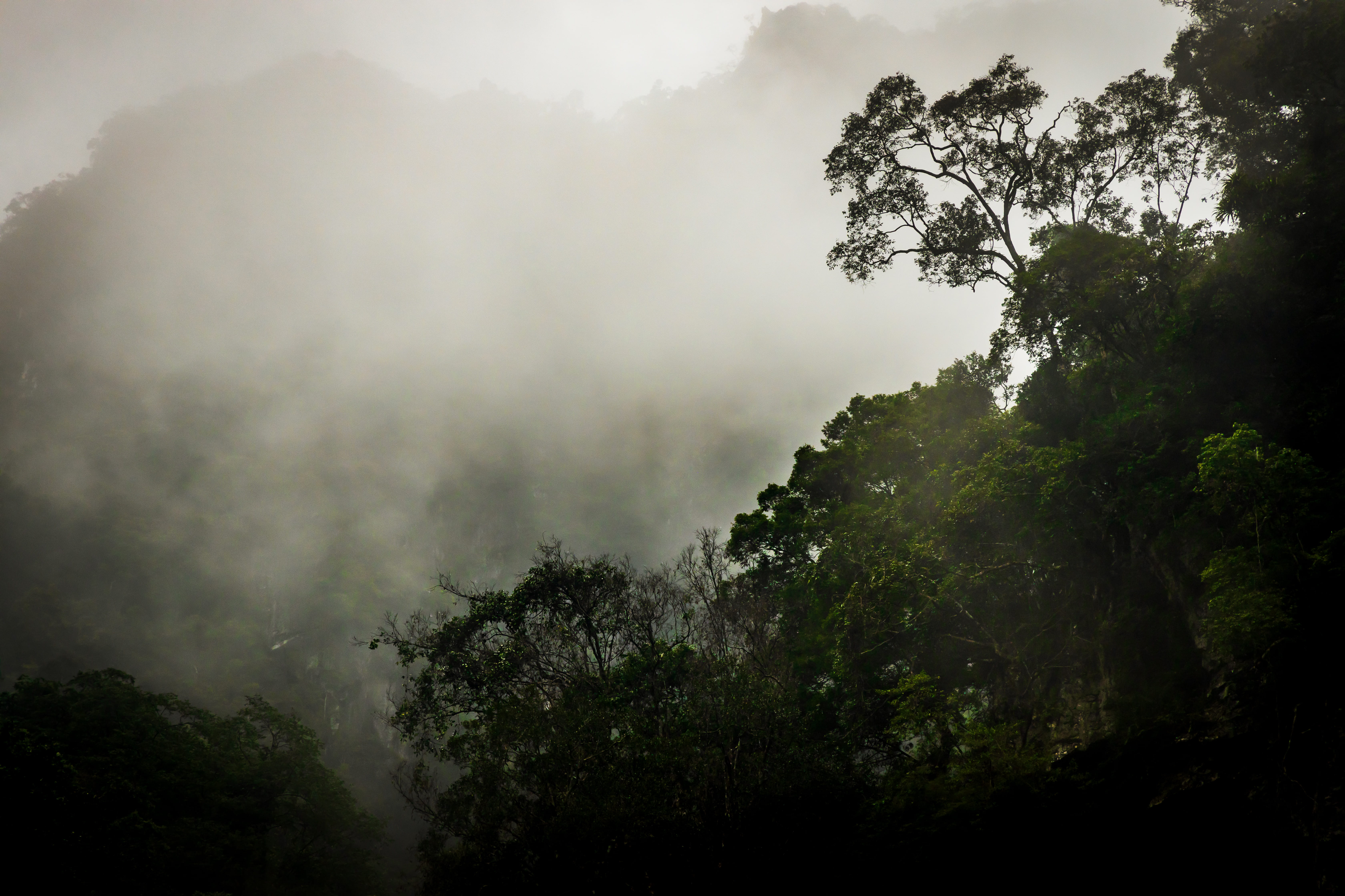 green, day, plant, weather, cloud - sky, tranquil scene, tree trunk, daytime, leafed, forest, vegetation, no people, dusk, forrest, outdoors, growth, vietnam, HD Wallpaper