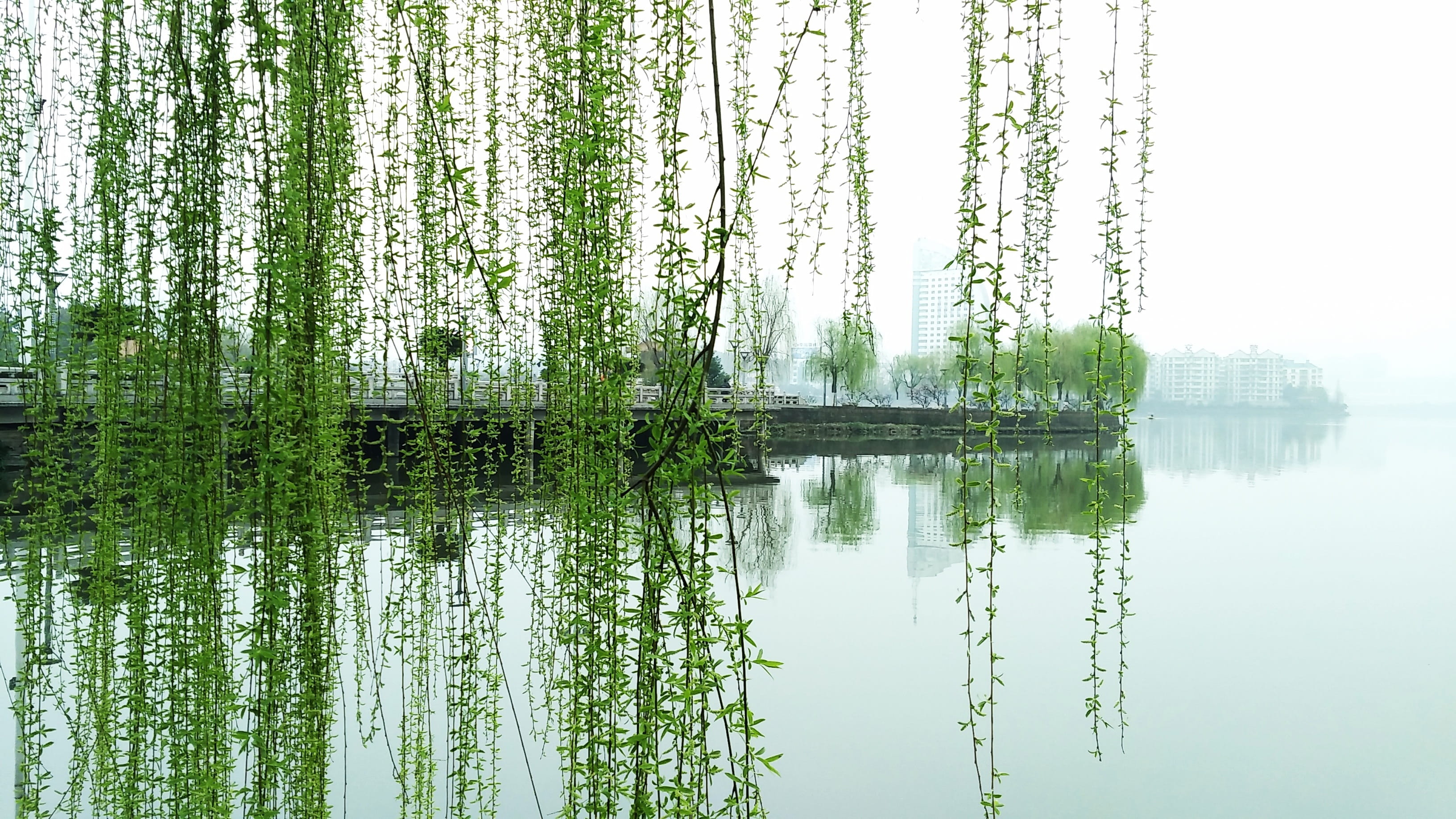 growth, day, tranquility, symmetry, green color, Lake, lake, waterfront, Ezhou, yang lan lake, outdoors, Yang Lan, willow, plant, Willow, beauty in nature, HD Wallpaper