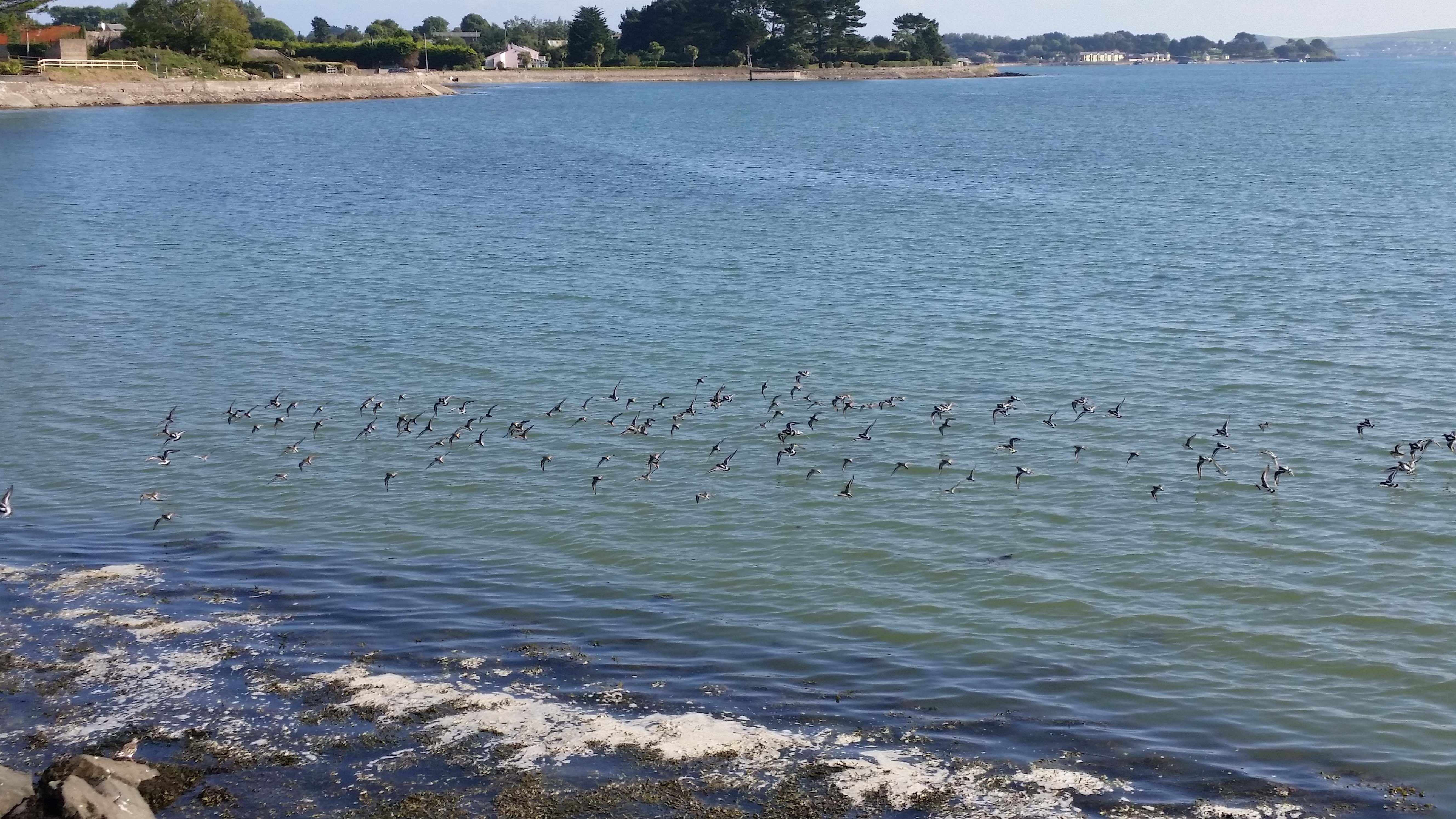 outdoor, outdoors, bird, flying, nature, high angle view, animals in the wild, 5K, large group of animals, water, swimming, coast, birds, animal, lake, HD Wallpaper