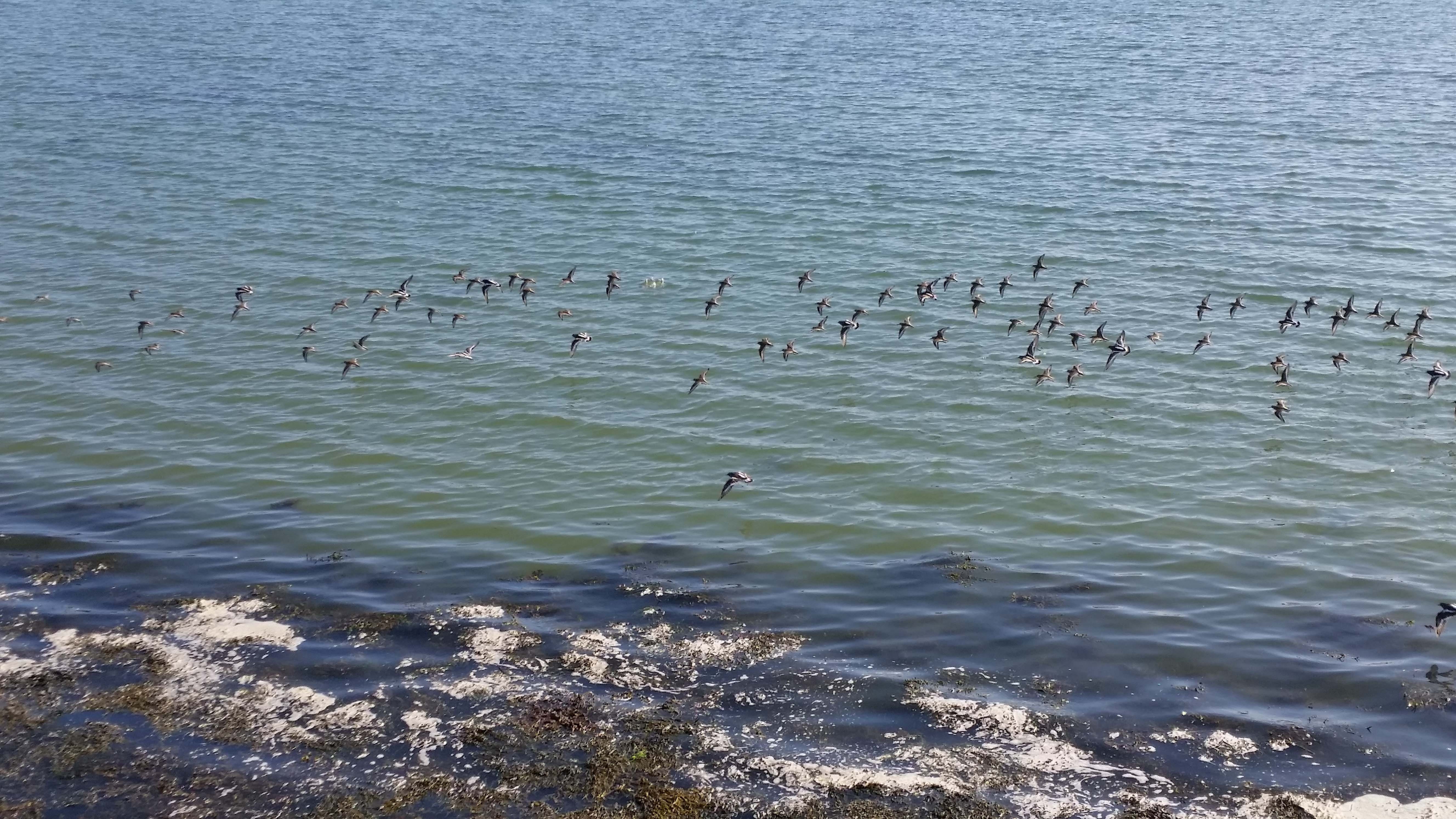 5K, large group of animals, coast, rippled, Scenery, Beach, animal wildlife, sea, bird, nature, landscape, Flying, day, tranquility, beauty in nature, HD Wallpaper