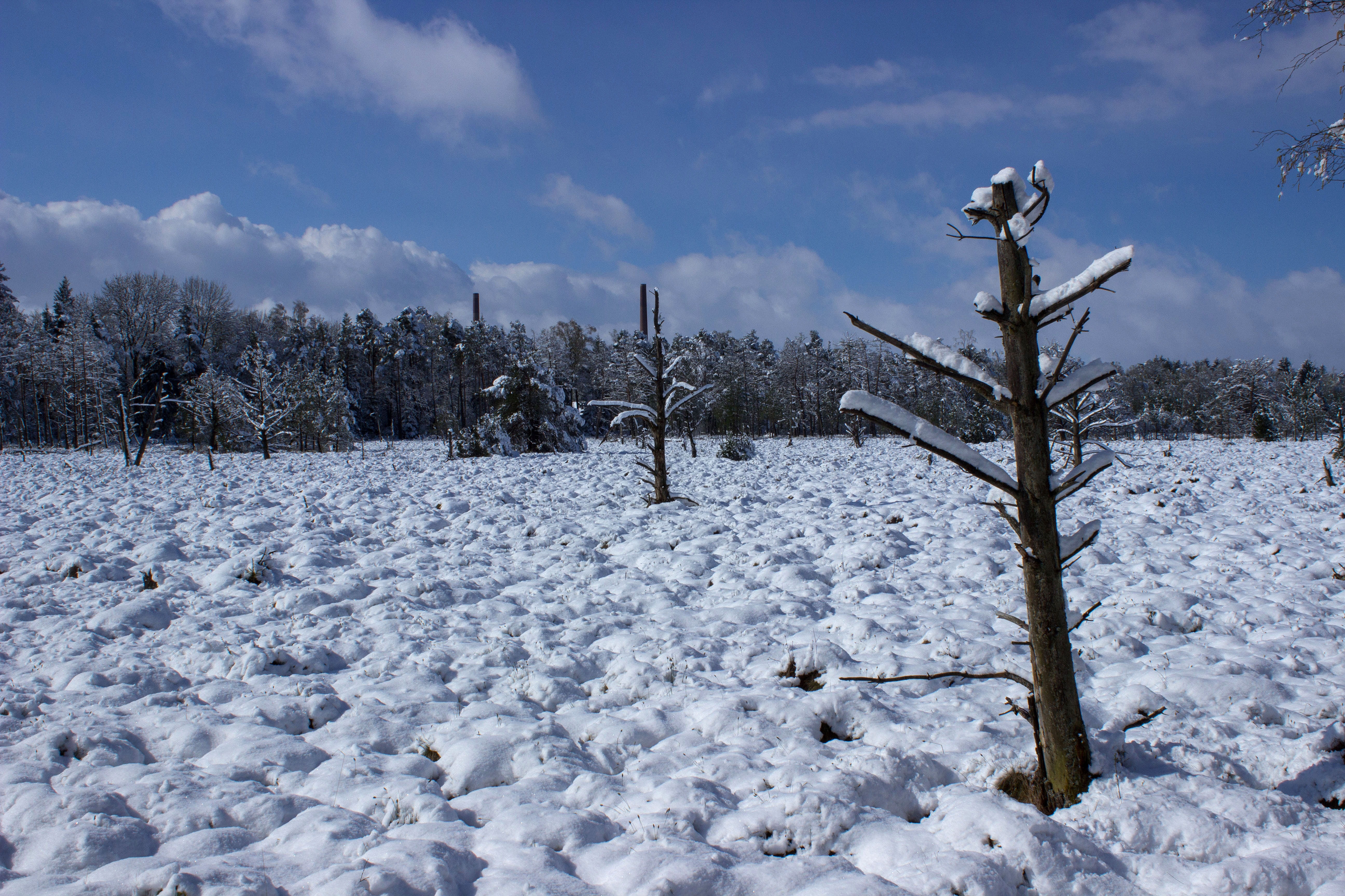 cloud - sky, Moor, no people, non-urban scene, plant, wetland, landscape, field, snow in spring, weather, tranquil scene, snow, wetlands, coniferous tree, HD Wallpaper