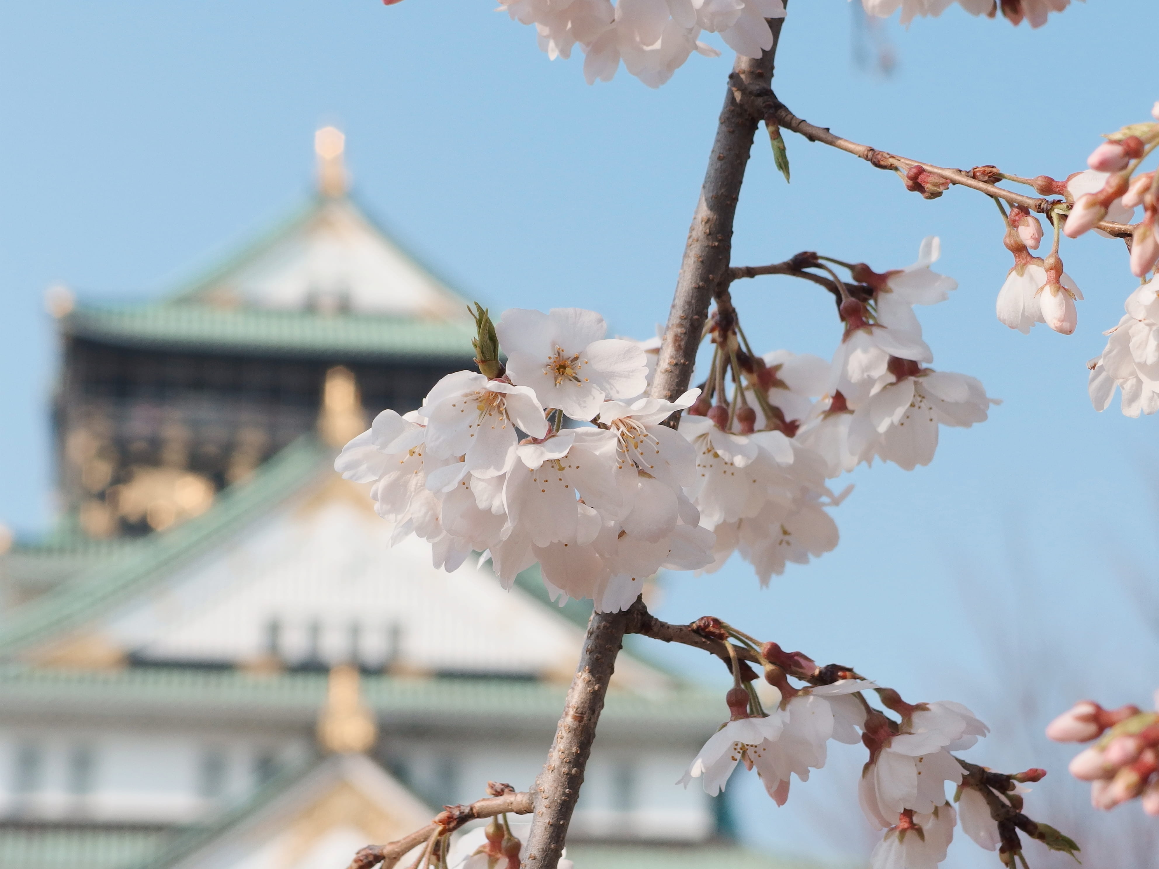 beauty in nature, tree, asia, no people, beautiful, kyoto, 4K, architecture, pollen, built structure, freshness, branch, sakura, castle, osaka, growth, HD Wallpaper