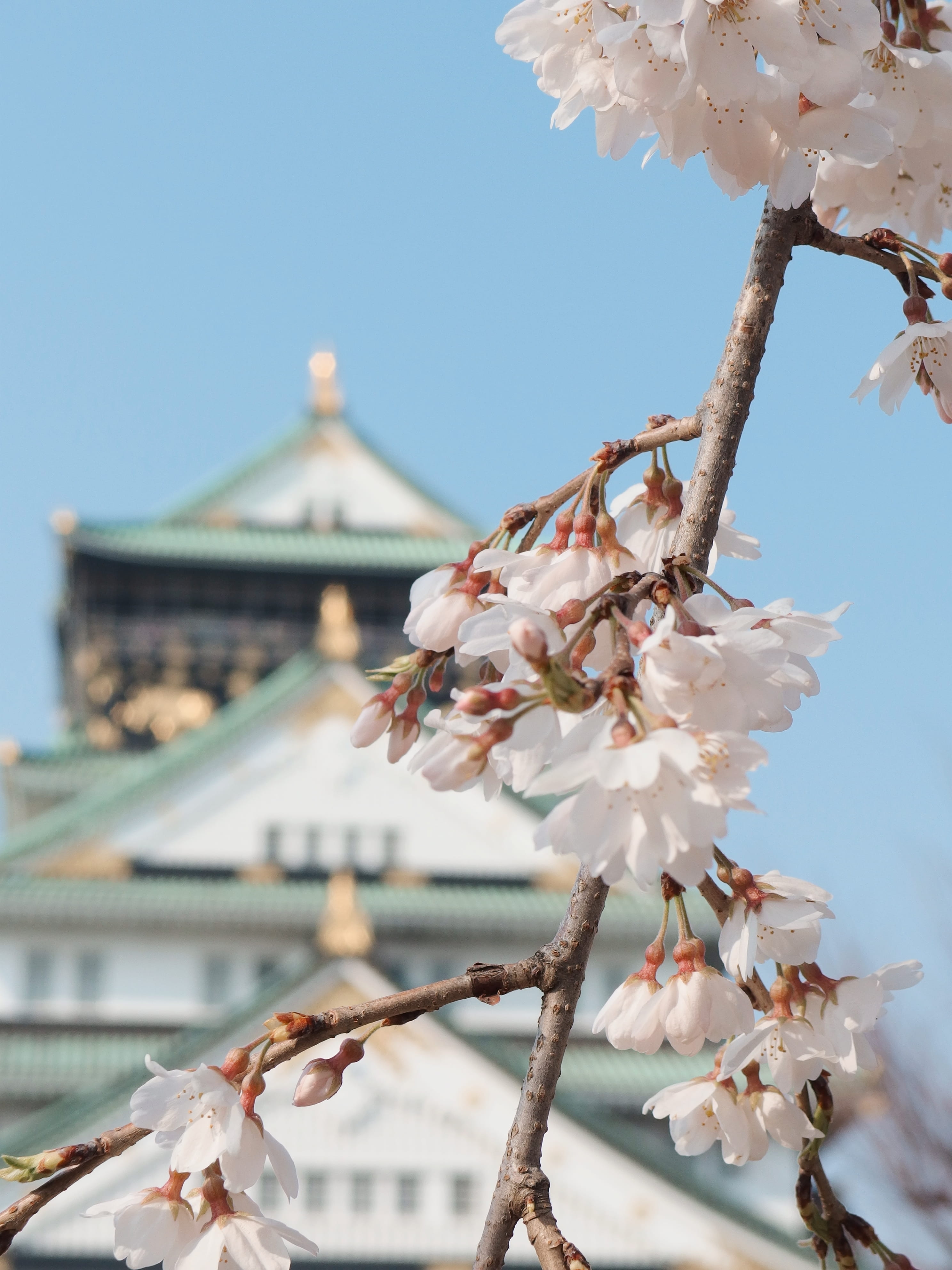 flowers, day, cherry blossoms, 4K, ōsaka-shi, building exterior, flowering plant, spring, osaka, kyoto, focus on foreground, built structure, Phone HD Wallpaper