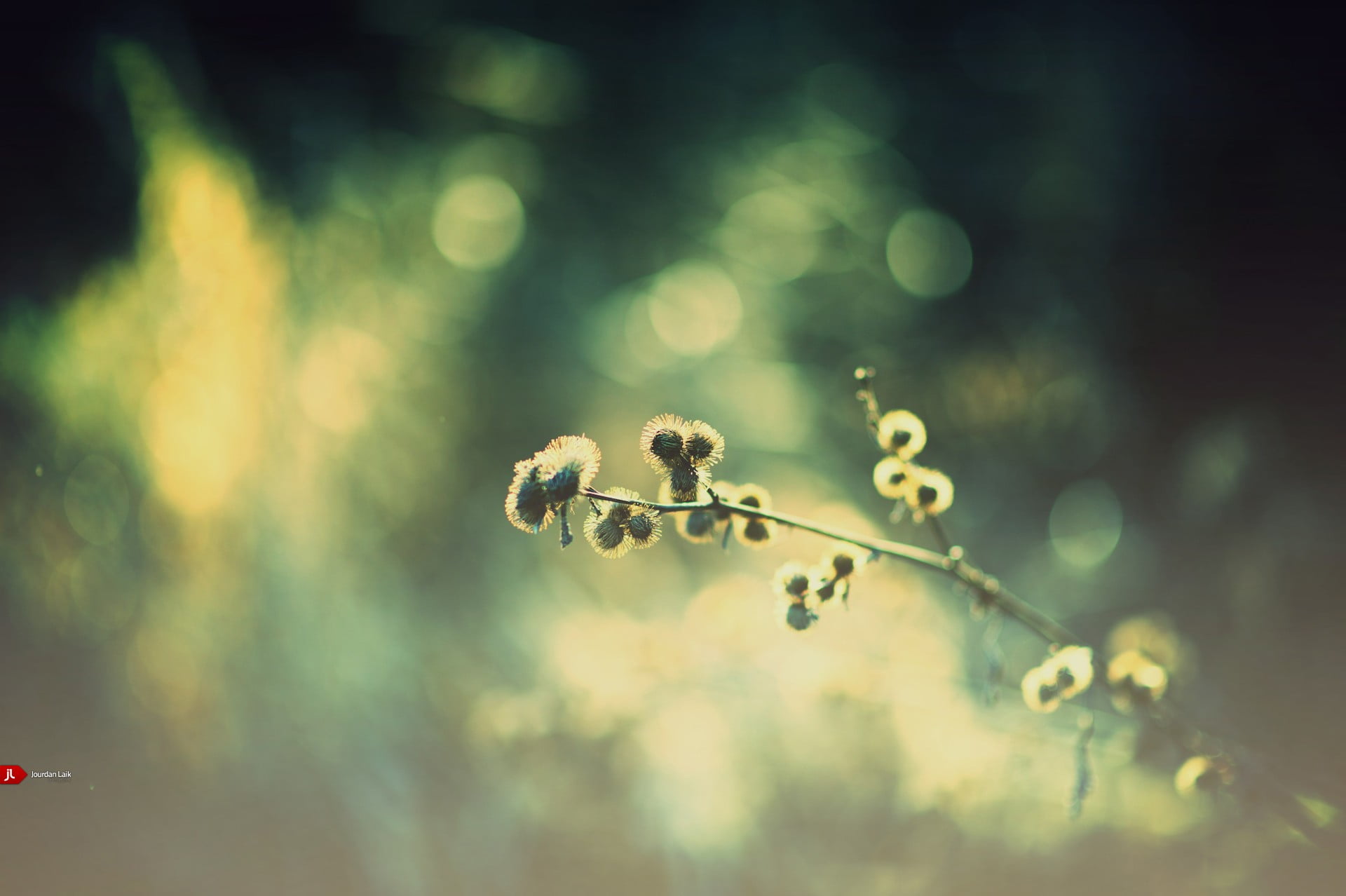 freshness, nature, 1080P, beauty in nature, plant, flower, wet, outdoors, vulnerability, dew, flowering plant, rain, tranquility, buds, sunlight, plants, HD Wallpaper