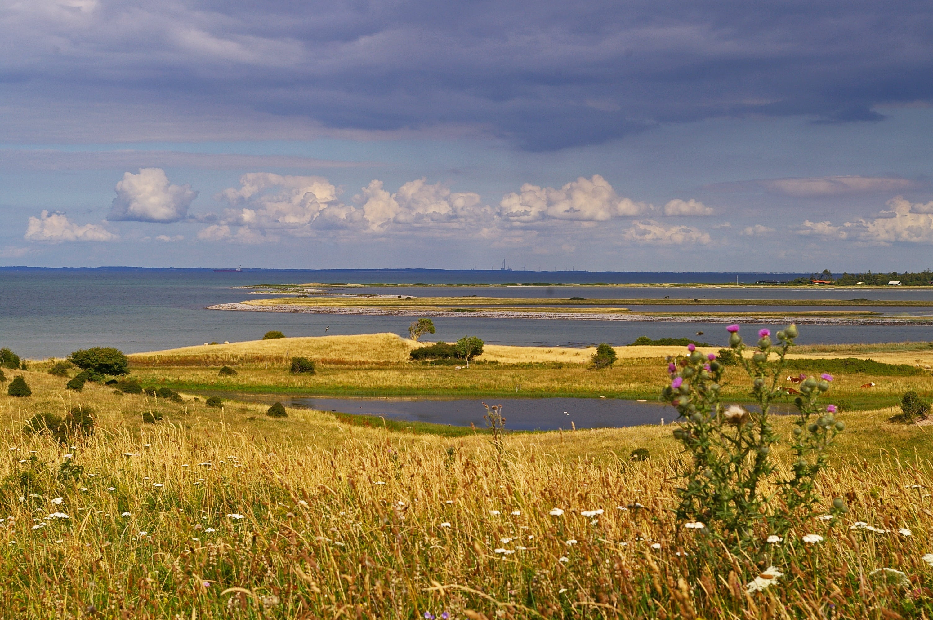 non-urban scene, summer, shellfish mussels, maritime, growth, scenics - nature, grass, group of people, outdoors, plant, north sea, denmark, baltic sea, HD Wallpaper