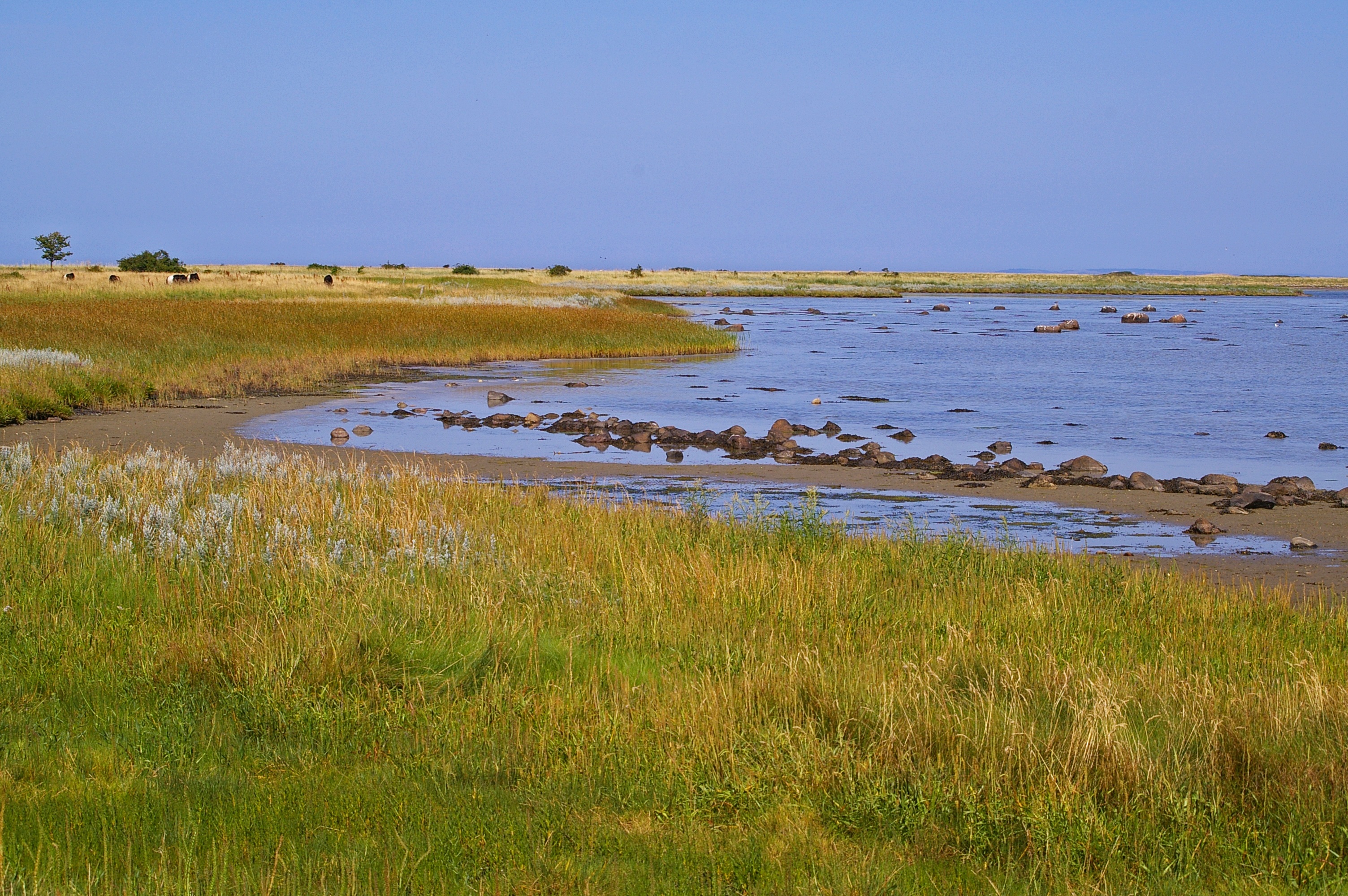 wetland, swamp, danish baltic beach, holiday, blue sky, environment, denmark, island, danish baltic, shellfish mussels, animal, baltic sea, nature, beauty in nature, HD Wallpaper