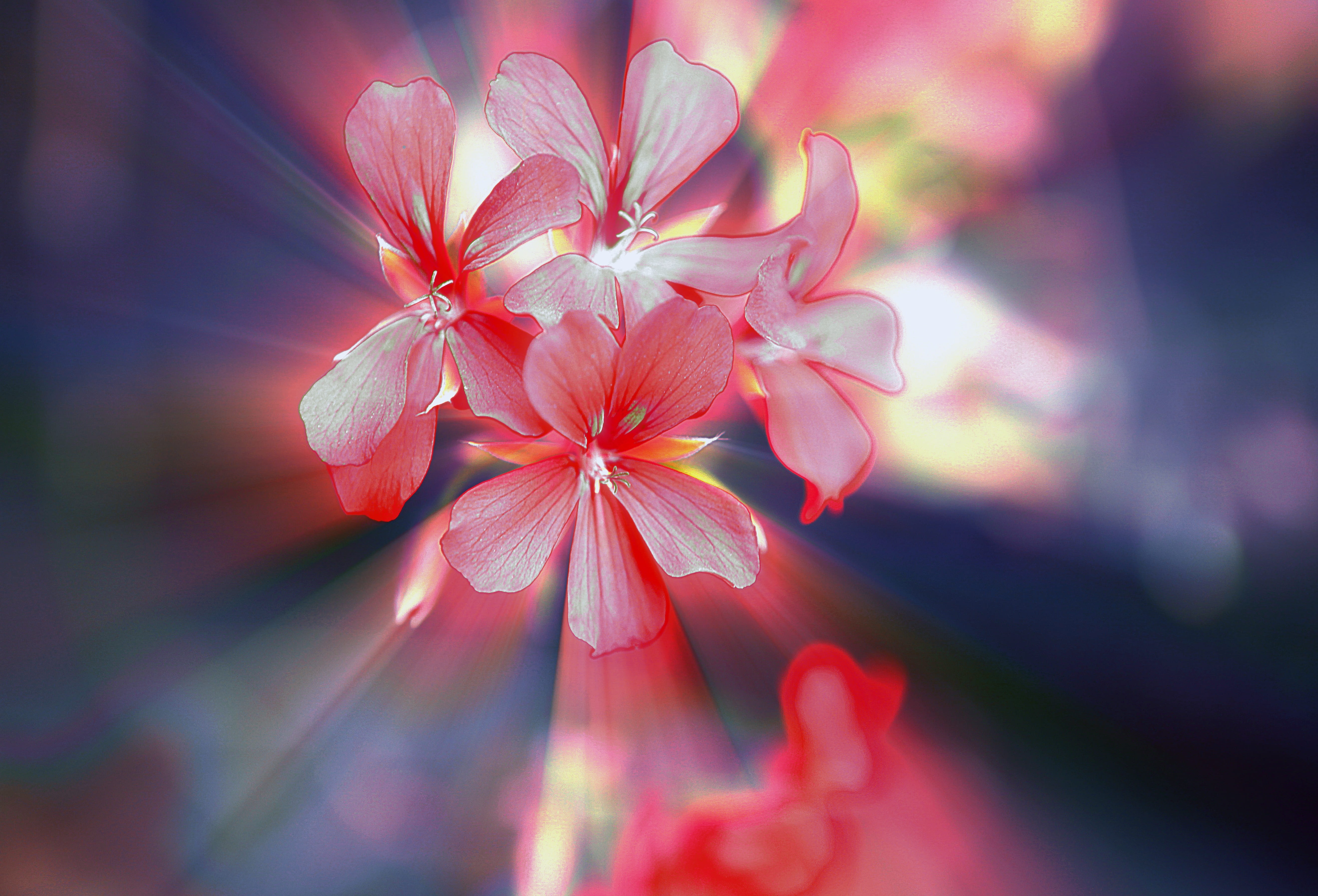 the backlight, flower, fragility, halo, glow, bright, freshness, multi colored, pink color, beauty in nature, no people, defocused, closeup, mood, flowering plant, HD Wallpaper