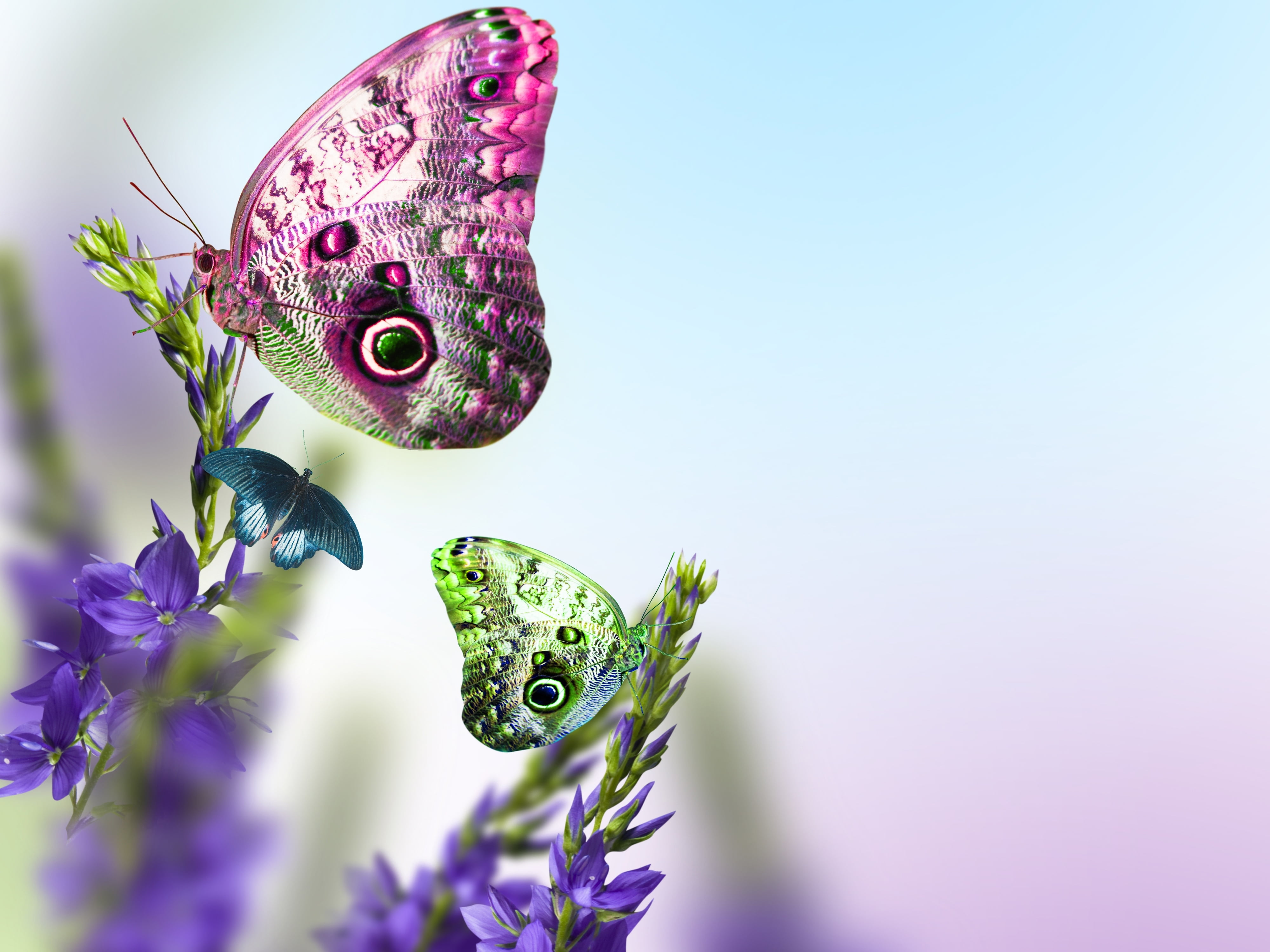 tender spirit, butterfly - insect, nature, flowering plant, studio shot, animal wing, stems, beauty in nature, animals in the wild, green, one animal, vulnerability, HD Wallpaper