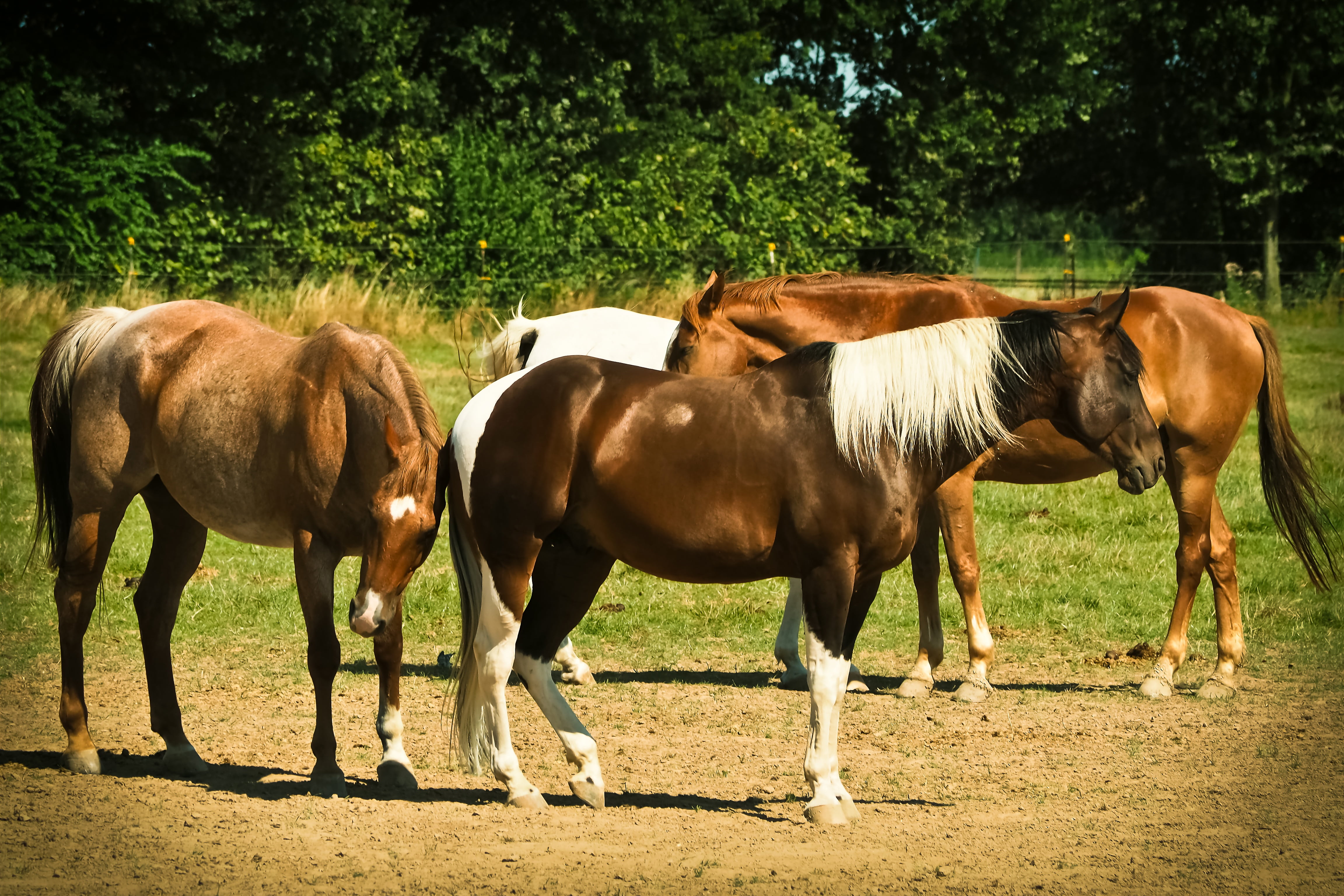 day, herbivorous, outdoors, ride, horse stable, sunlight, animal, no people, tree, land, horse, horse herd, brown, mammal, landscape, vertebrate, flock, HD Wallpaper