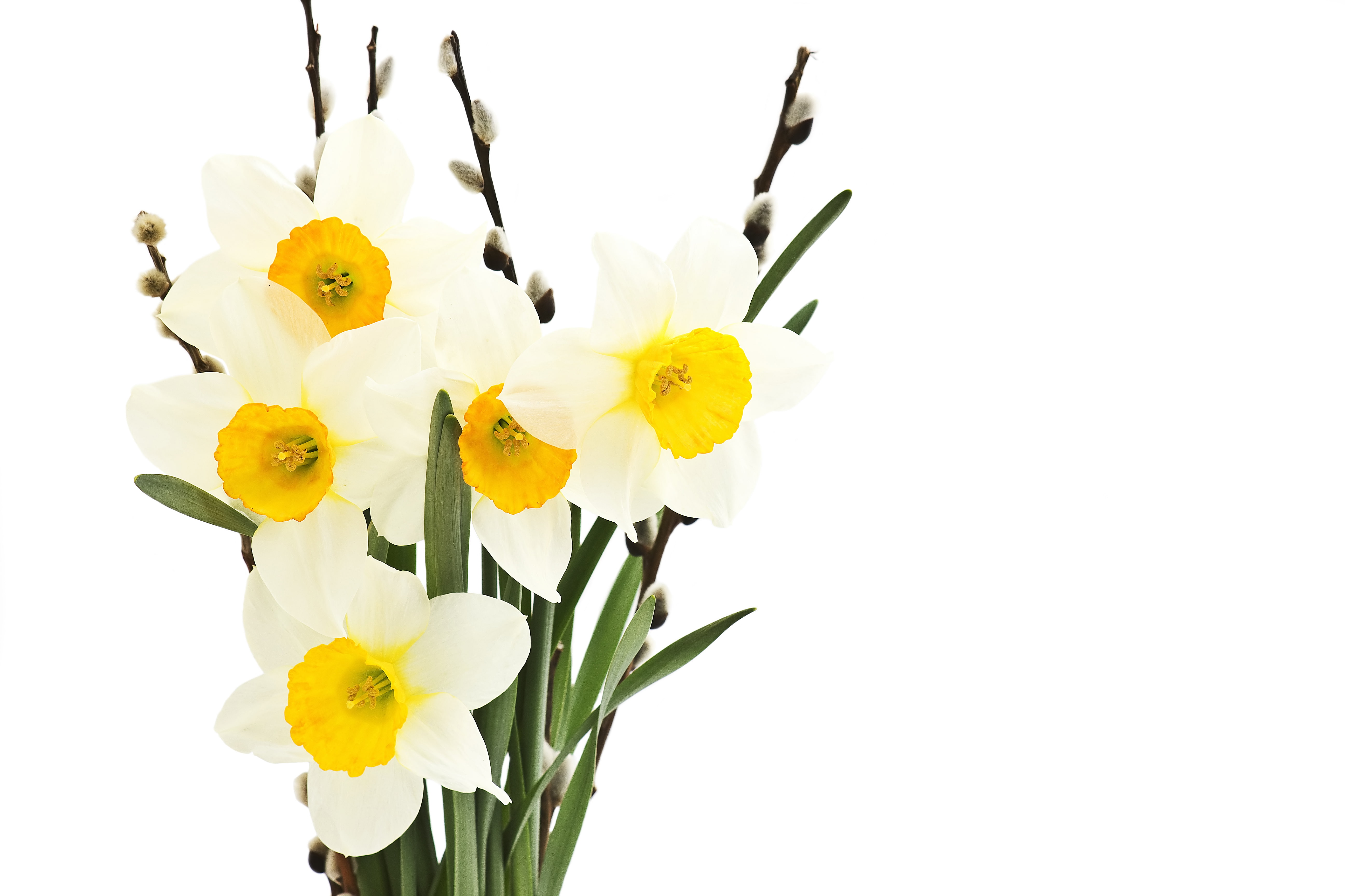 flower arrangement, pussy-willow, beauty in nature, flower head, plant, inflorescence, tender spirit, bouquet, flower, copy space, petal, no people, cut out, HD Wallpaper