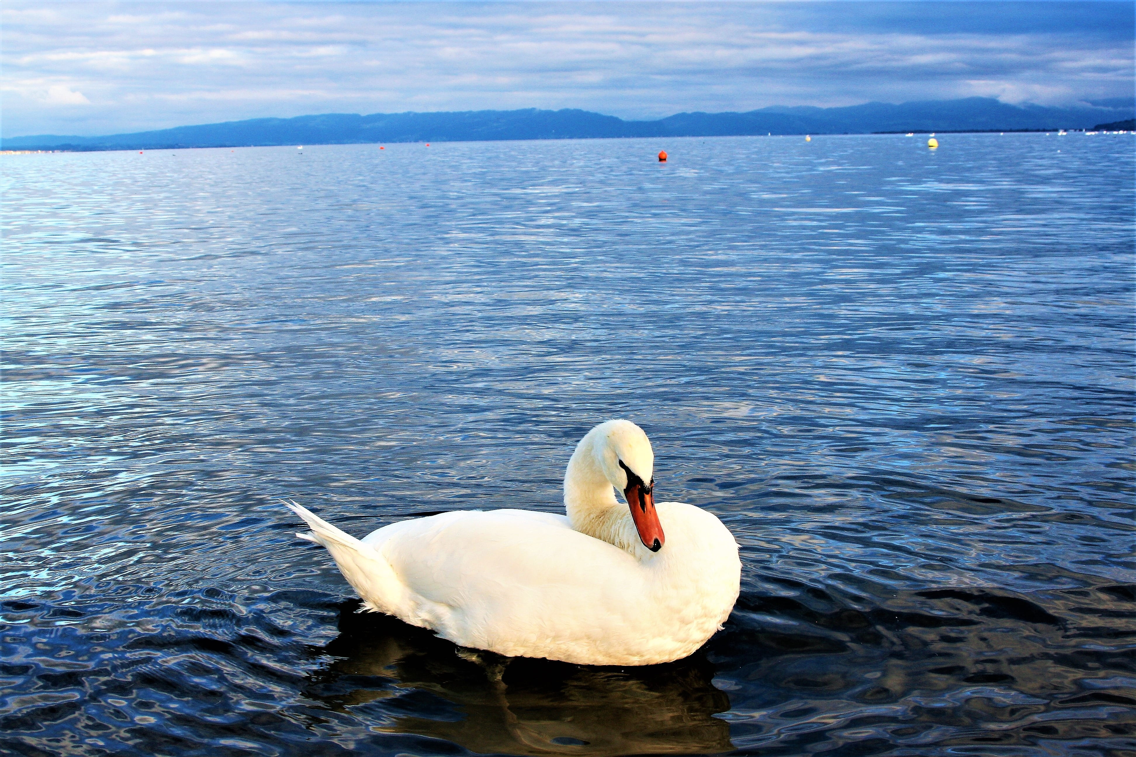 animal wildlife, closeup, one animal, swimming, evening, nature, no people, floating on water, bird, bodensee, lake, gentleness, mute swan, day, water, HD Wallpaper