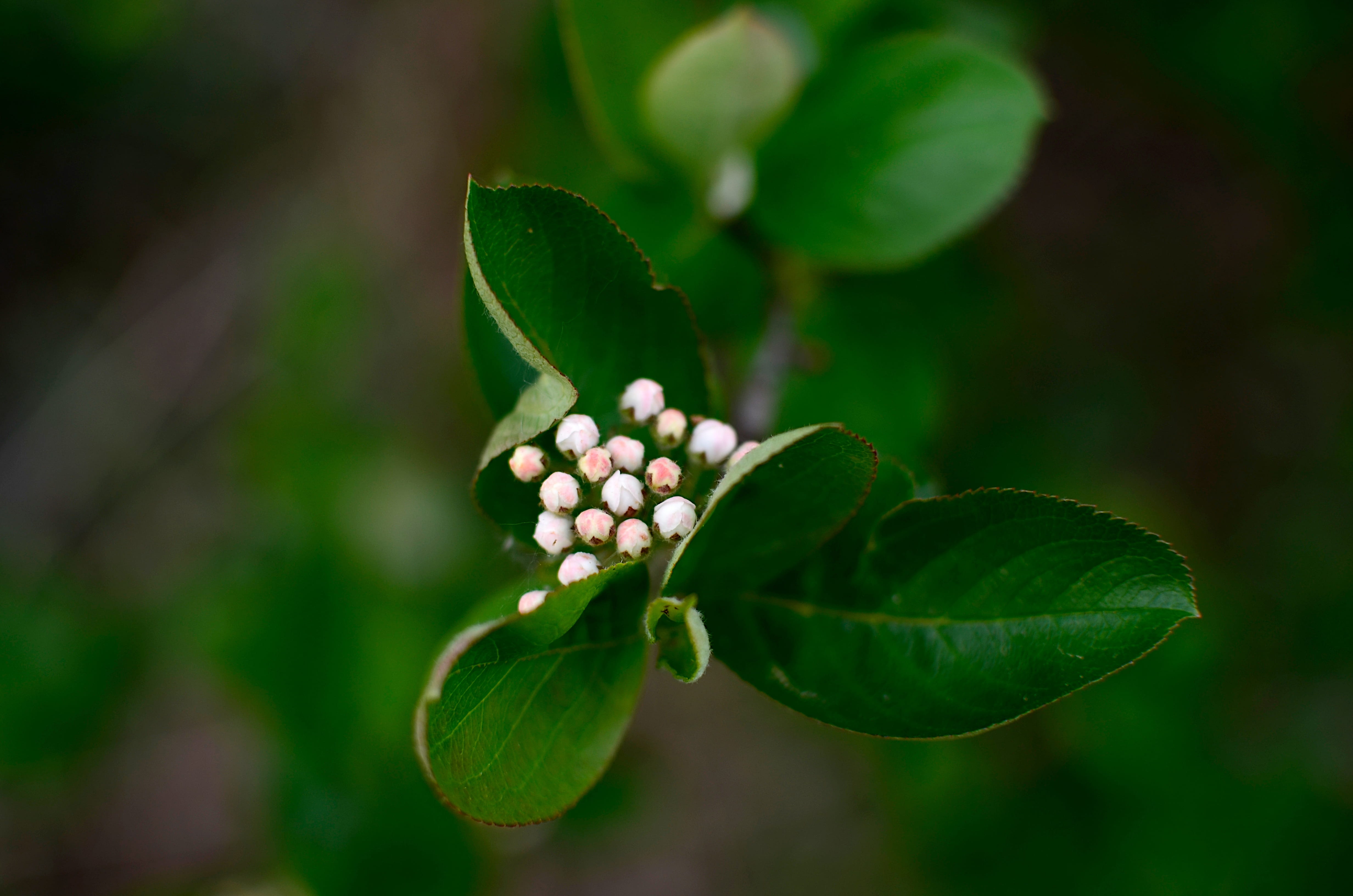 gentle, love, selective focus, closeup, leaf, dark, outdoors, growth, magic, focus on foreground, romantic, close-up, mood, green color, aronia, fruit, HD Wallpaper