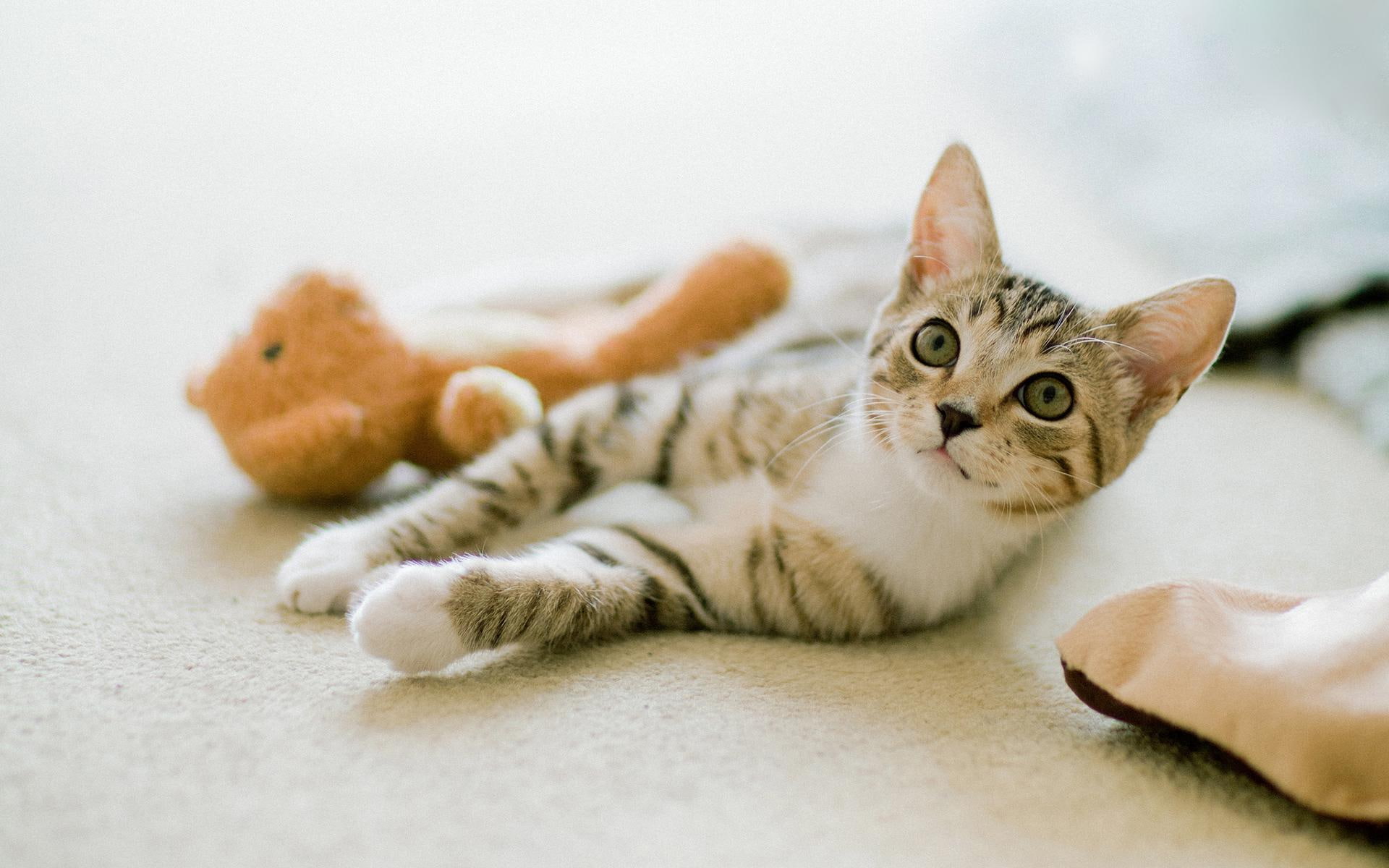 meng, toy, stay meng, stay, cute, cats, 1080P, HD Wallpaper
