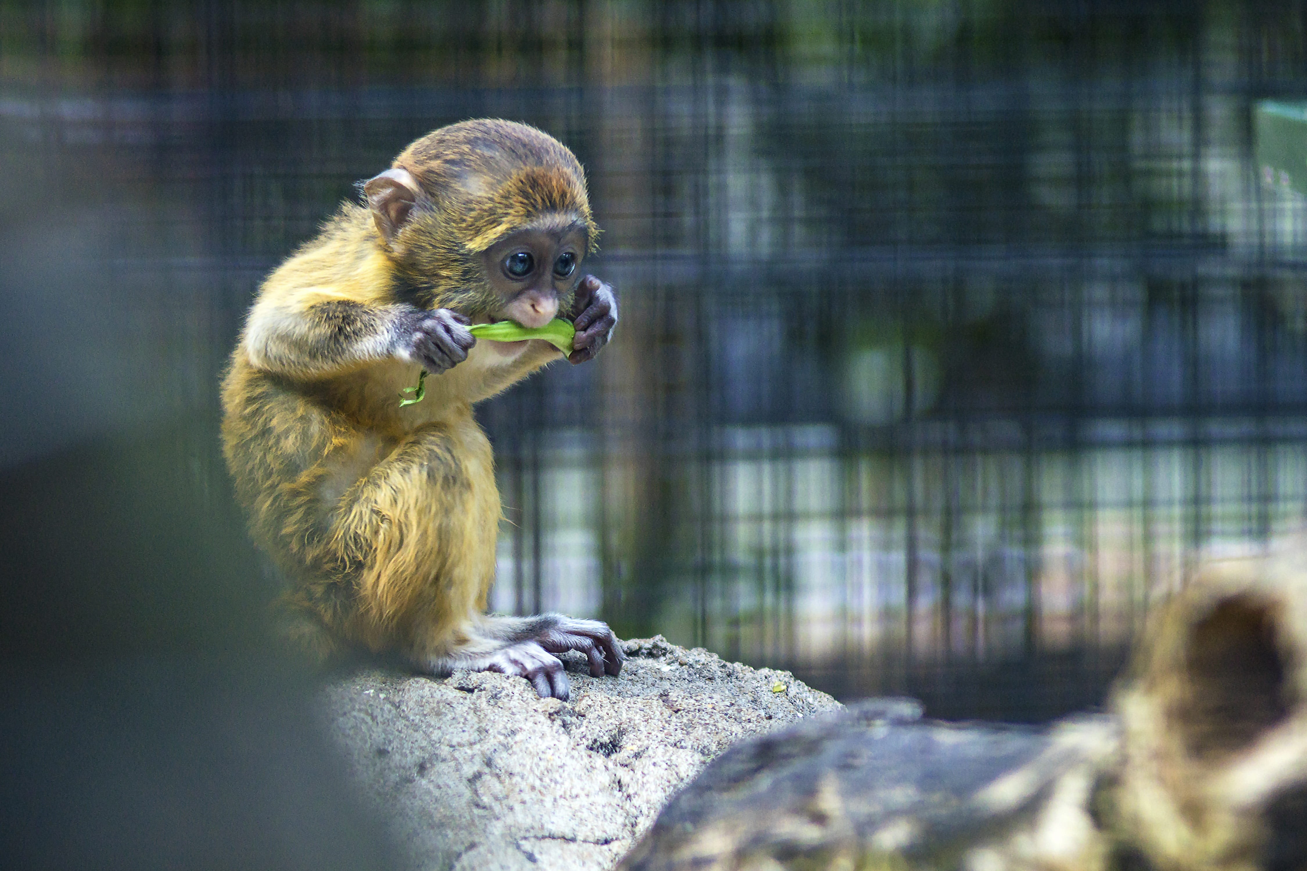 waters, sitting, rock, looking away, fur, meng chong, monkey, animal wildlife, beautiful, wildlife, animals in captivity, pets, eye, 4K, rock - object, HD Wallpaper