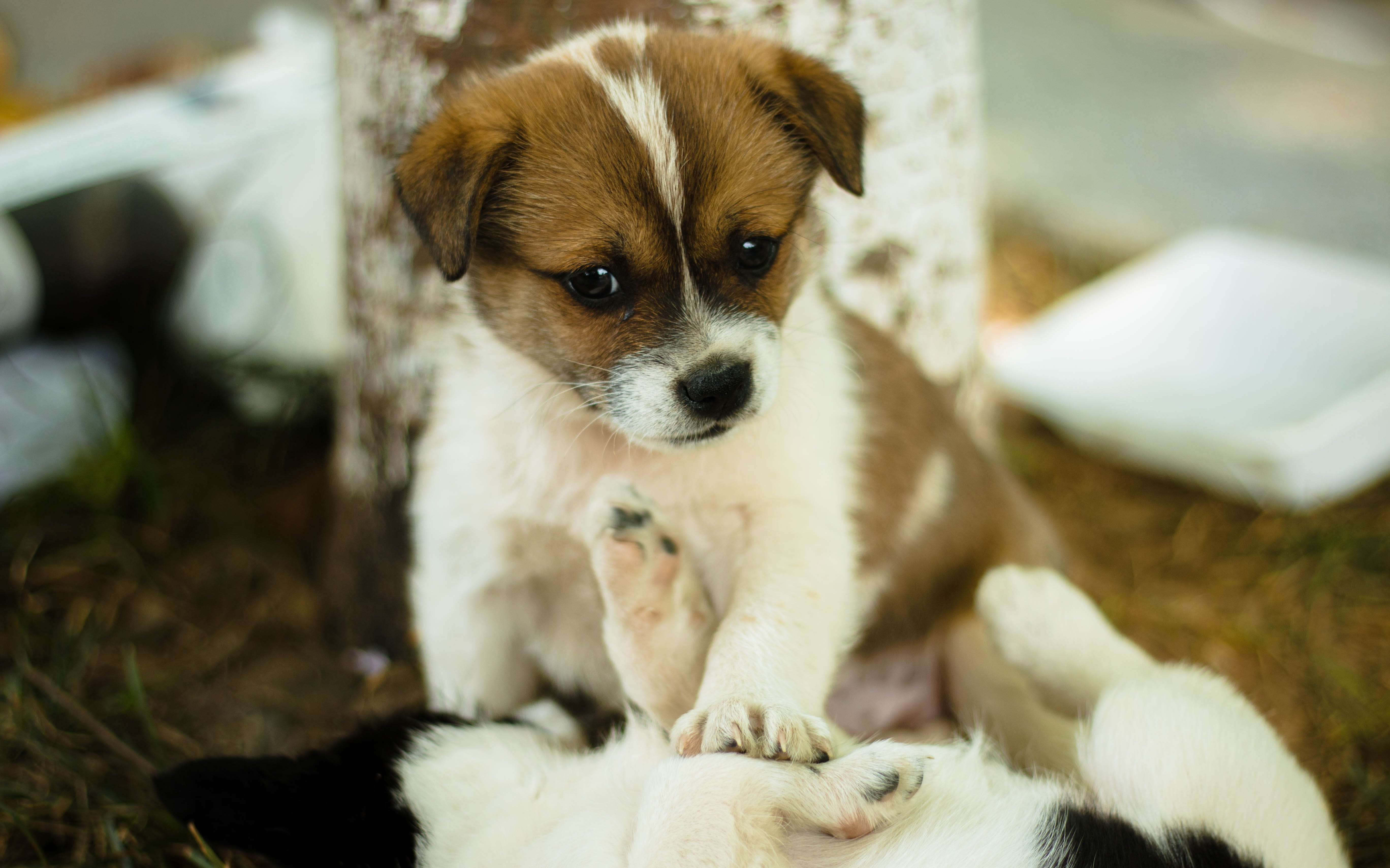 one animal, chihuahua - dog, puppy, dog, portrait, domestic, mammal, canine, play, 5K, Cute, small, no people, Dog, domestic animals, vertebrate, animal themes, HD Wallpaper