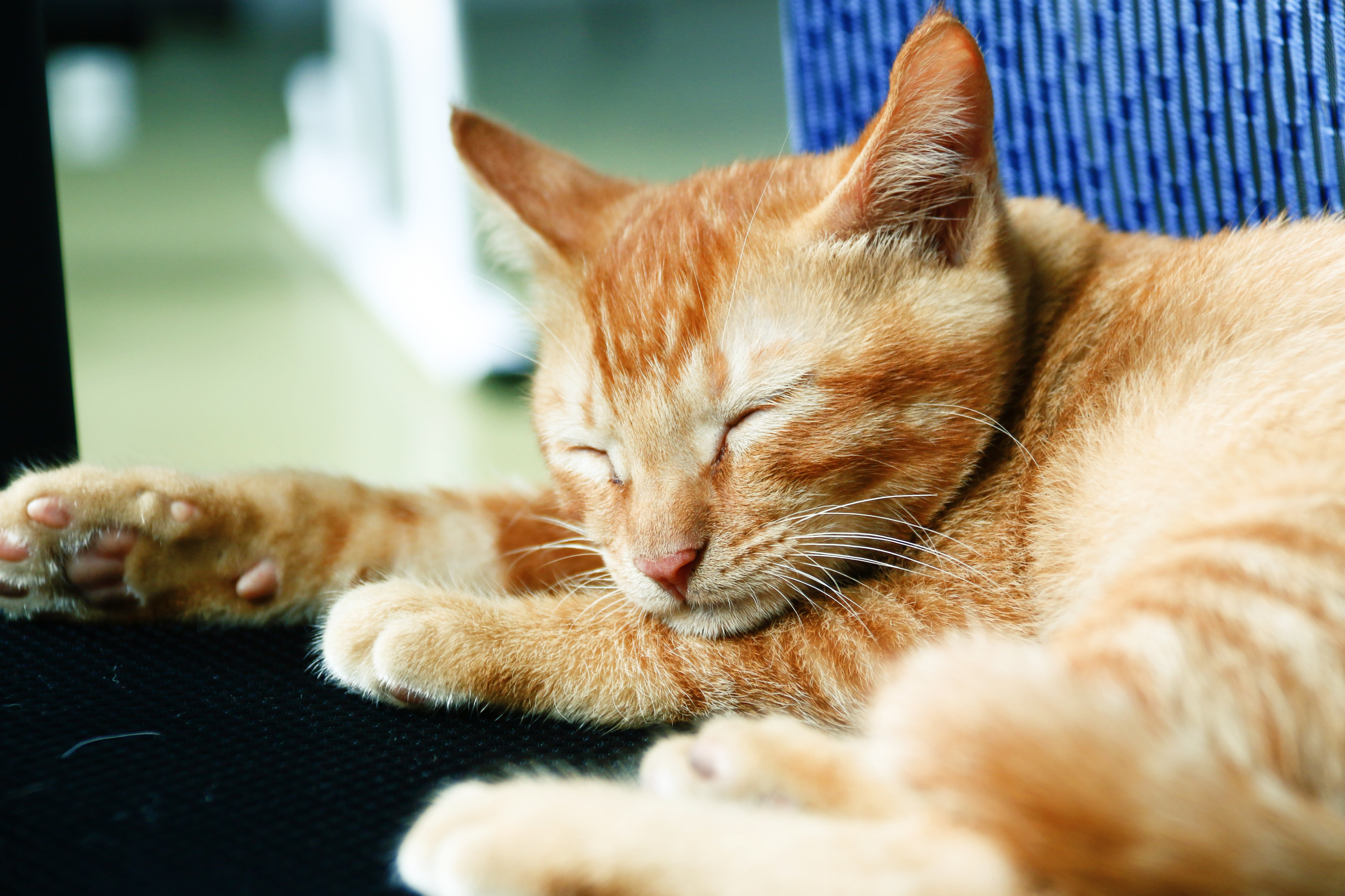 no people, cat, ginger cat, animal head, feline, napping, animal themes, lying down, one animal, pets, domestic, 5K, domestic animals, vertebrate, whisker, HD Wallpaper