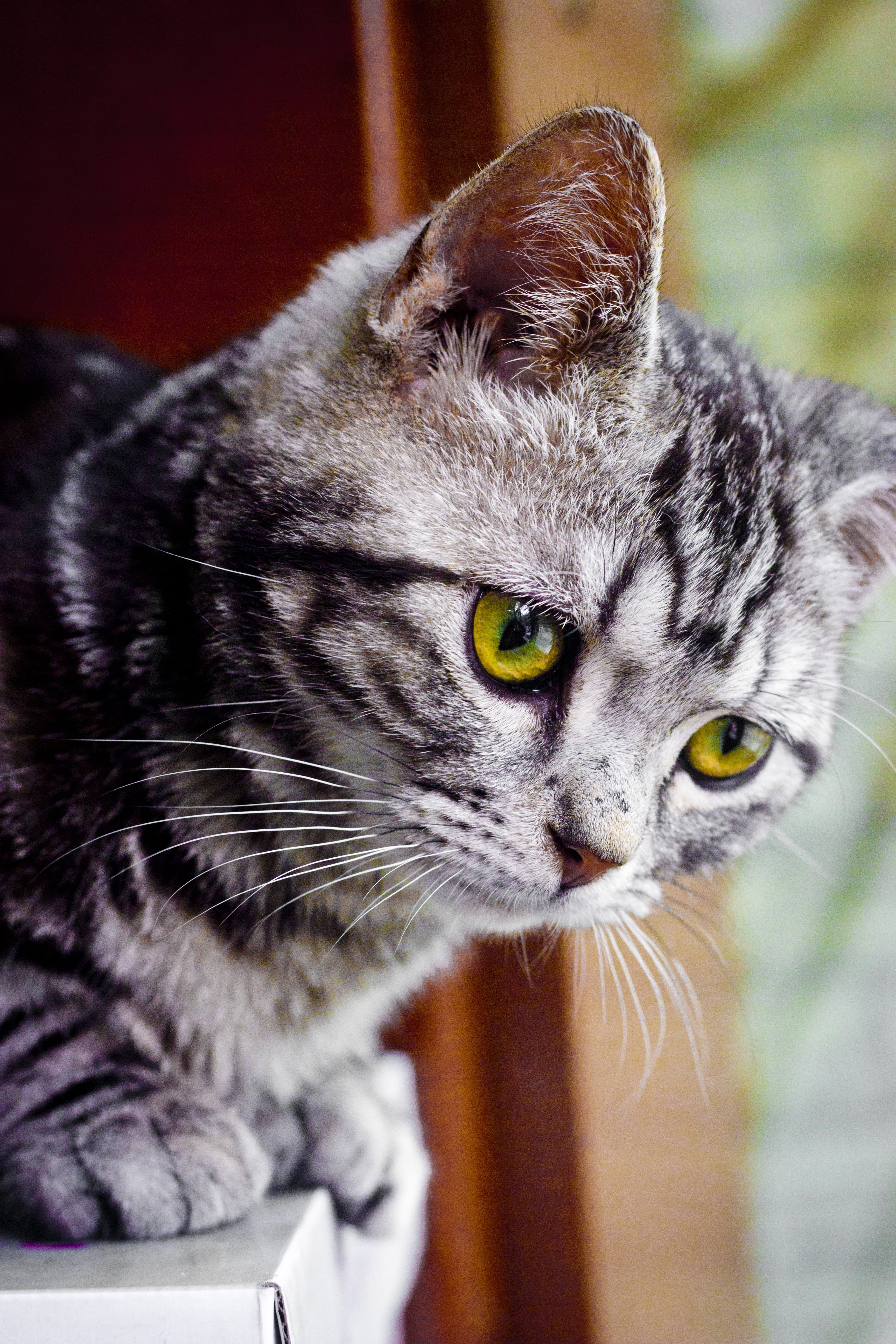 5K, vertebrate, pets, animal themes, domestic animals, whisker, animal, day, kitty, focus on foreground, one animal, close-up, feline, domestic cat, looking away, Phone HD Wallpaper