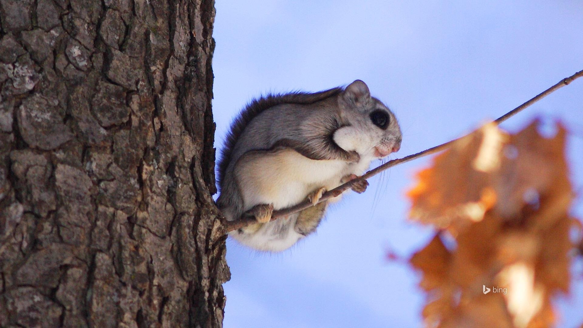plant, mammal, pets, animal themes, desktop, bing, whisker, domestic, squirrel, trunk, one animal, nature, animals in the wild, meng, mice, animal wildlife, HD Wallpaper