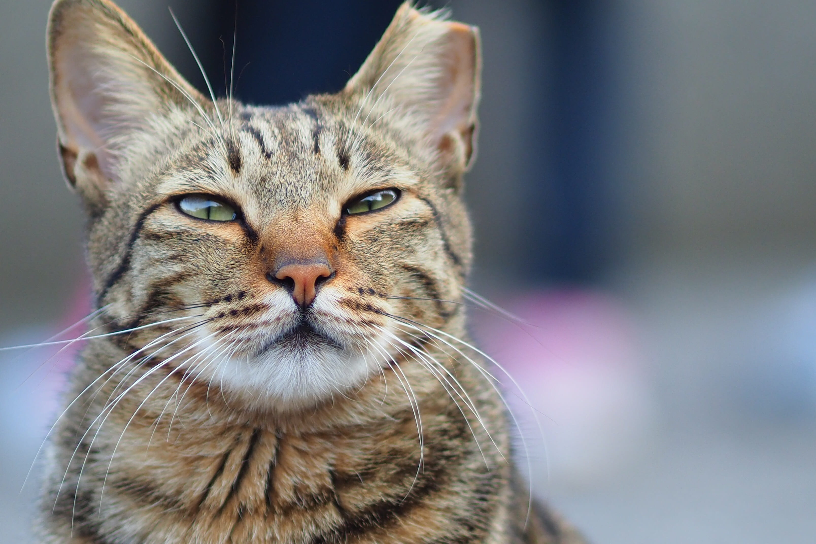 animal head, cat, looking at camera, no people, looking, taiwan, tabby, close-up, one animal, domestic, domestic animals, eye, feline, animal body part, HD Wallpaper