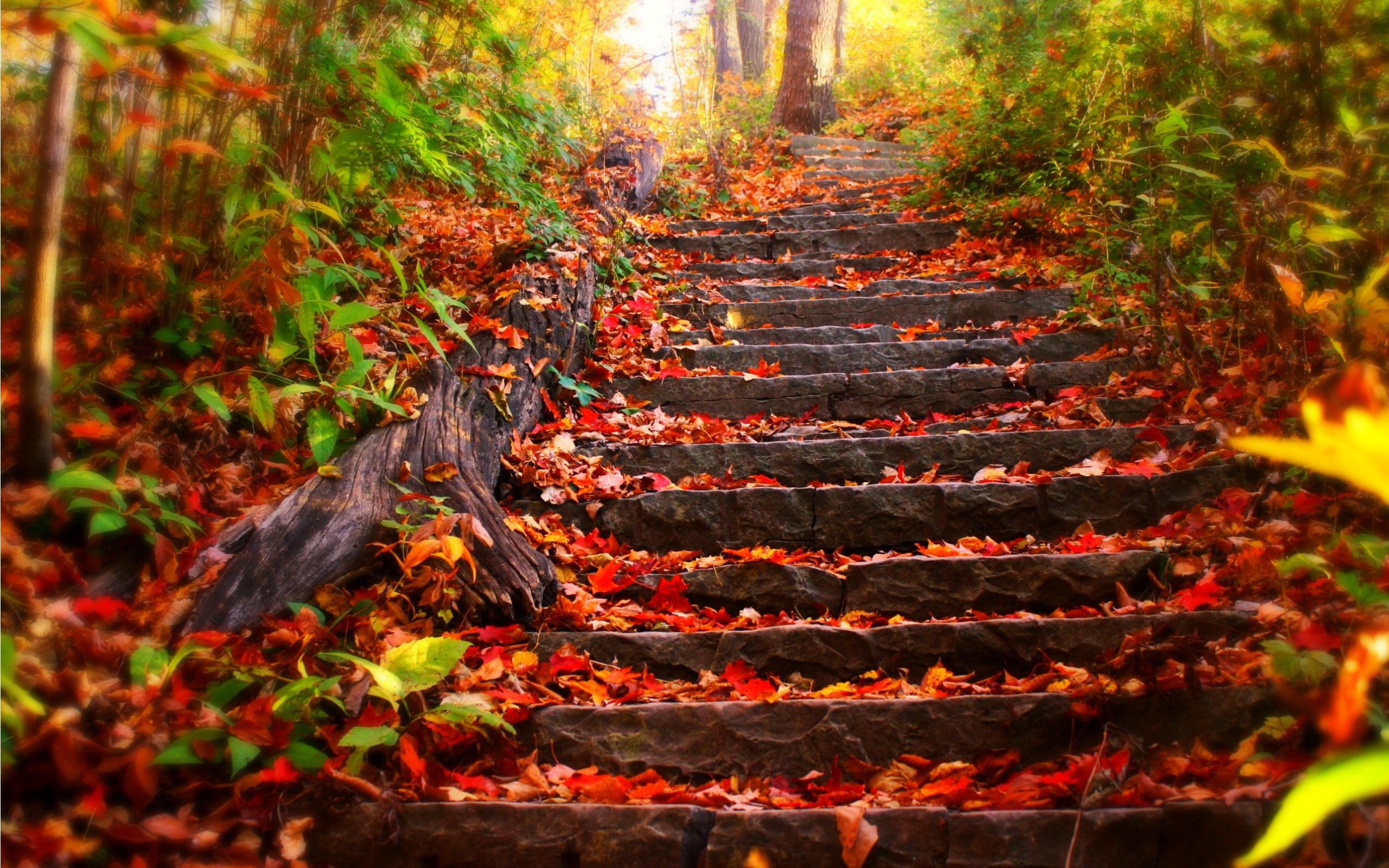 stairs, selective focus, staircase, in a row, yellow, leaf, flower, orange color, growth, 2K, architecture, sunlight, leaves, tree, autumn, painting, change, HD Wallpaper
