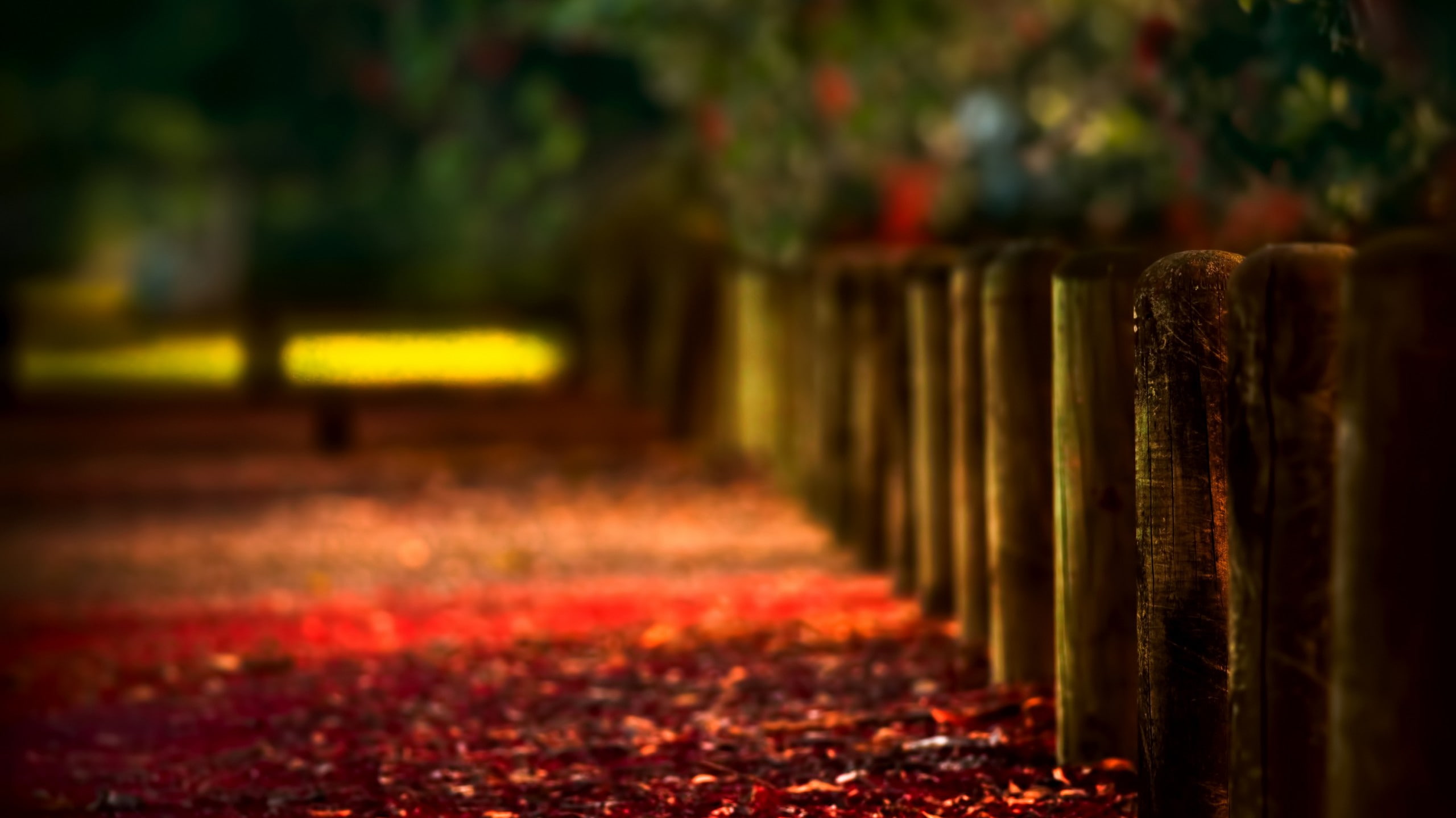 boundary, leaf, tranquility, selective focus, outdoors, wood - material, close-up, focus on foreground, forest, nature, no people, autumn, religion, leaves, HD Wallpaper