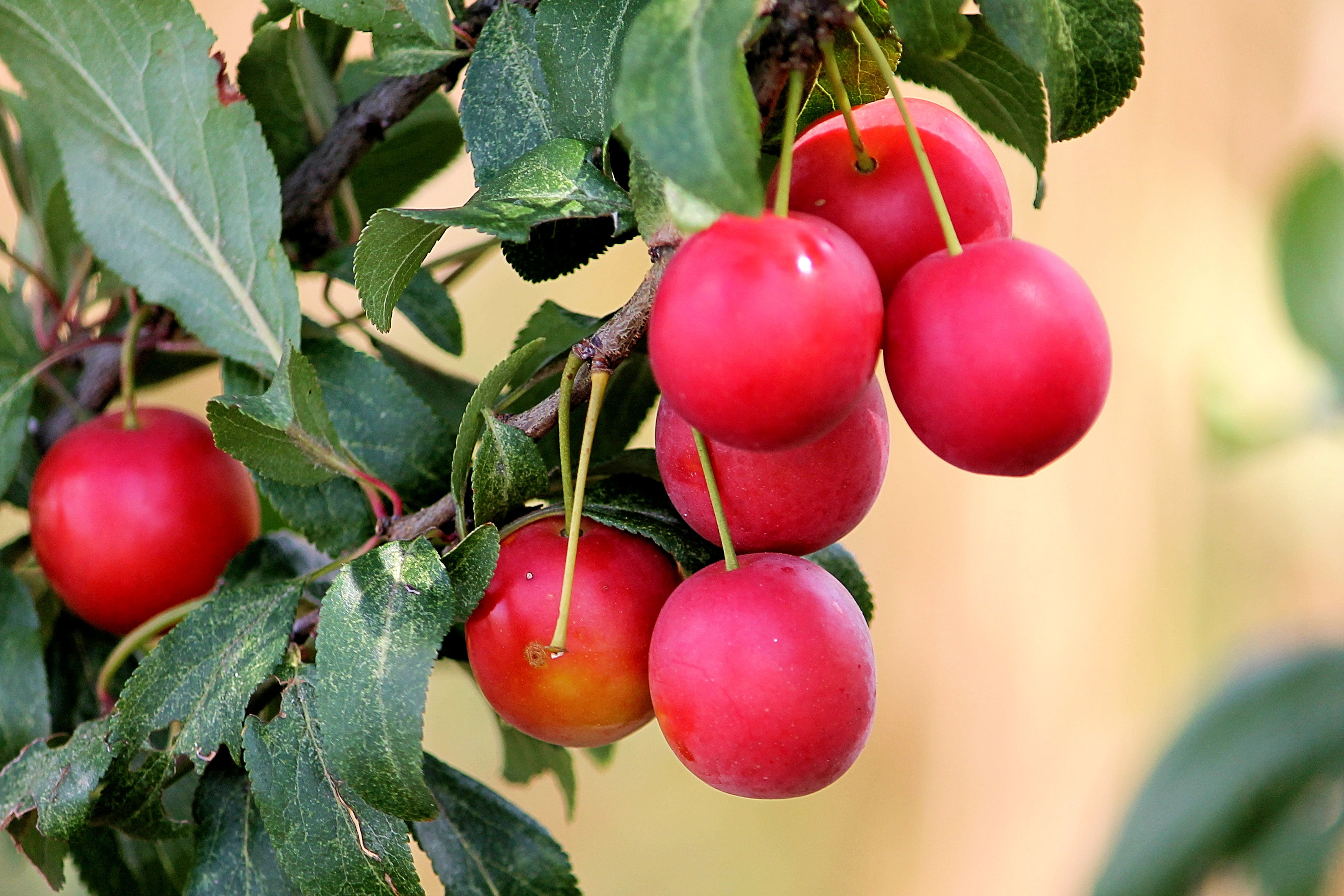 plant part, vegetable, red, plums, close-up, ripe, growth, tree, fruit, focus on foreground, plant, freshness, food, nature, cherry plum, fruits, green color, HD Wallpaper