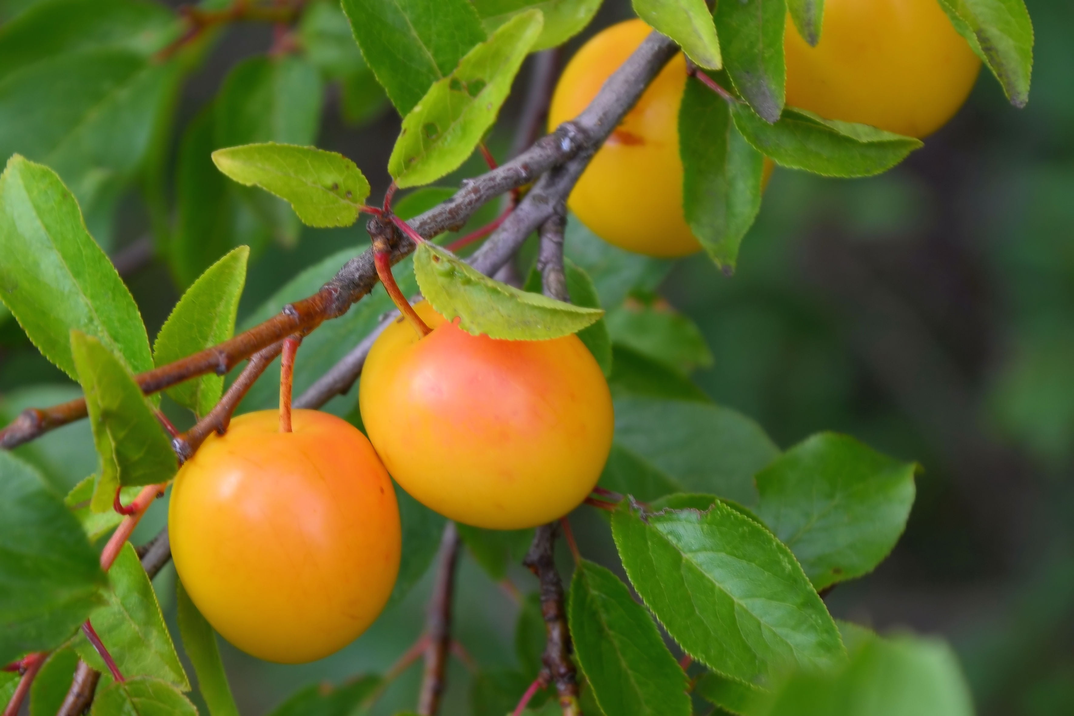 no people, yellow, fruits, crop, plum, leaf, freshness, vegetarian Food, wellbeing, round, autumn, gardening, tree, plant, plant part, branch, four, agriculture, HD Wallpaper