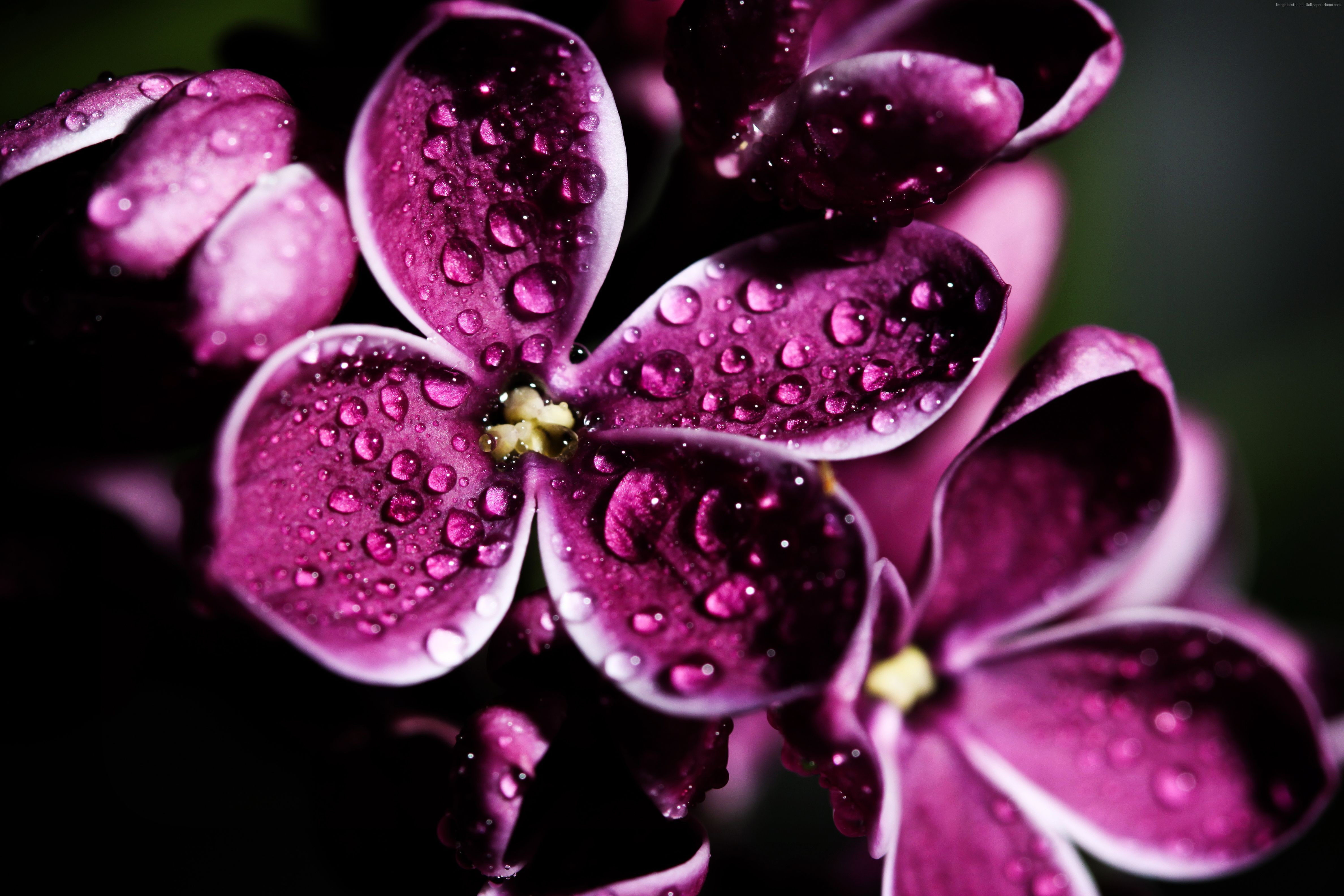 8k, 5k, Lilac, 4K, 4k, purple, drops, HD Wallpaper