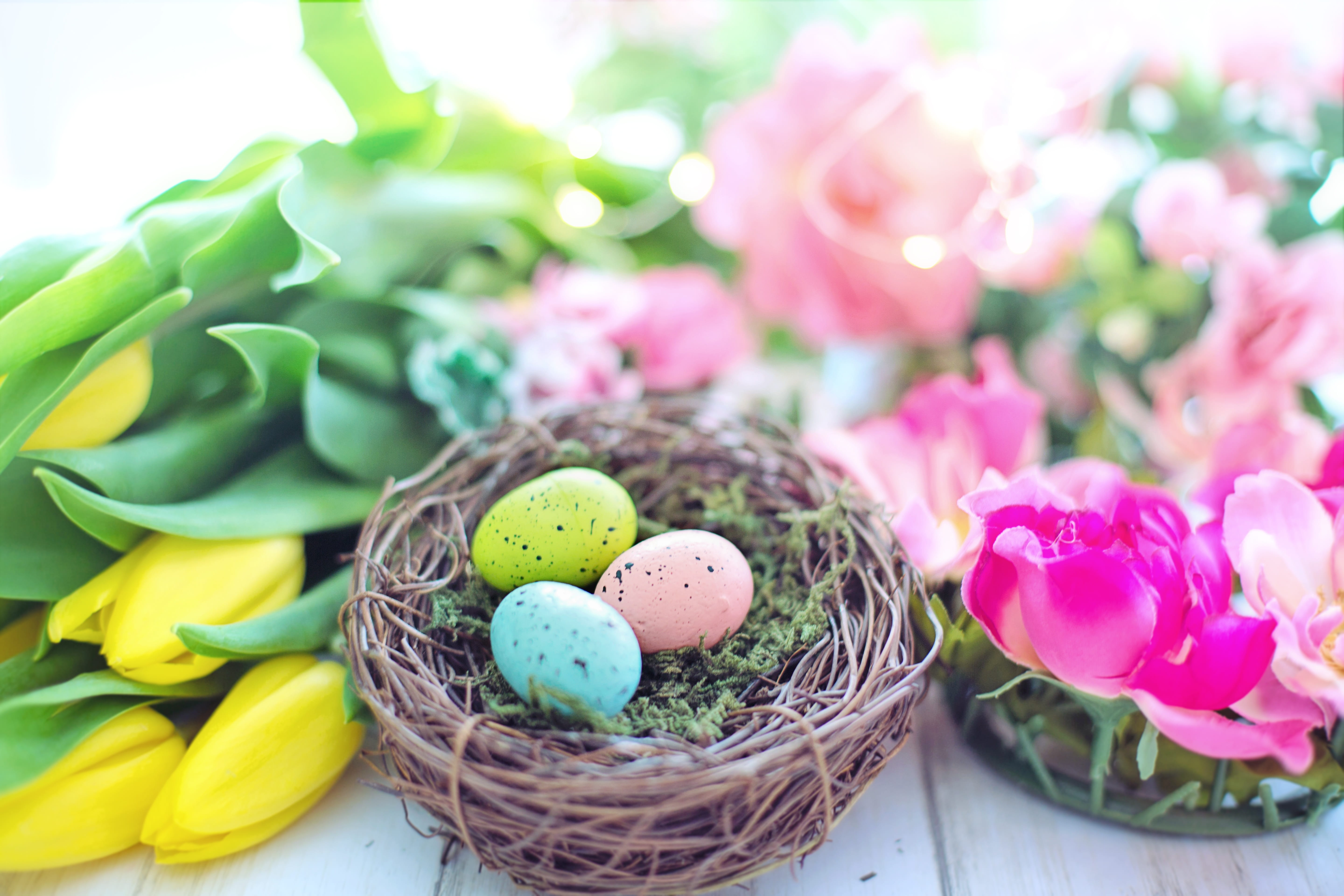easter cake, animal nest, celebration, no people, nest, fragility, spring, holiday, flowering plant, flower, multi colored, plant, pastel, pink color, animal egg, HD Wallpaper