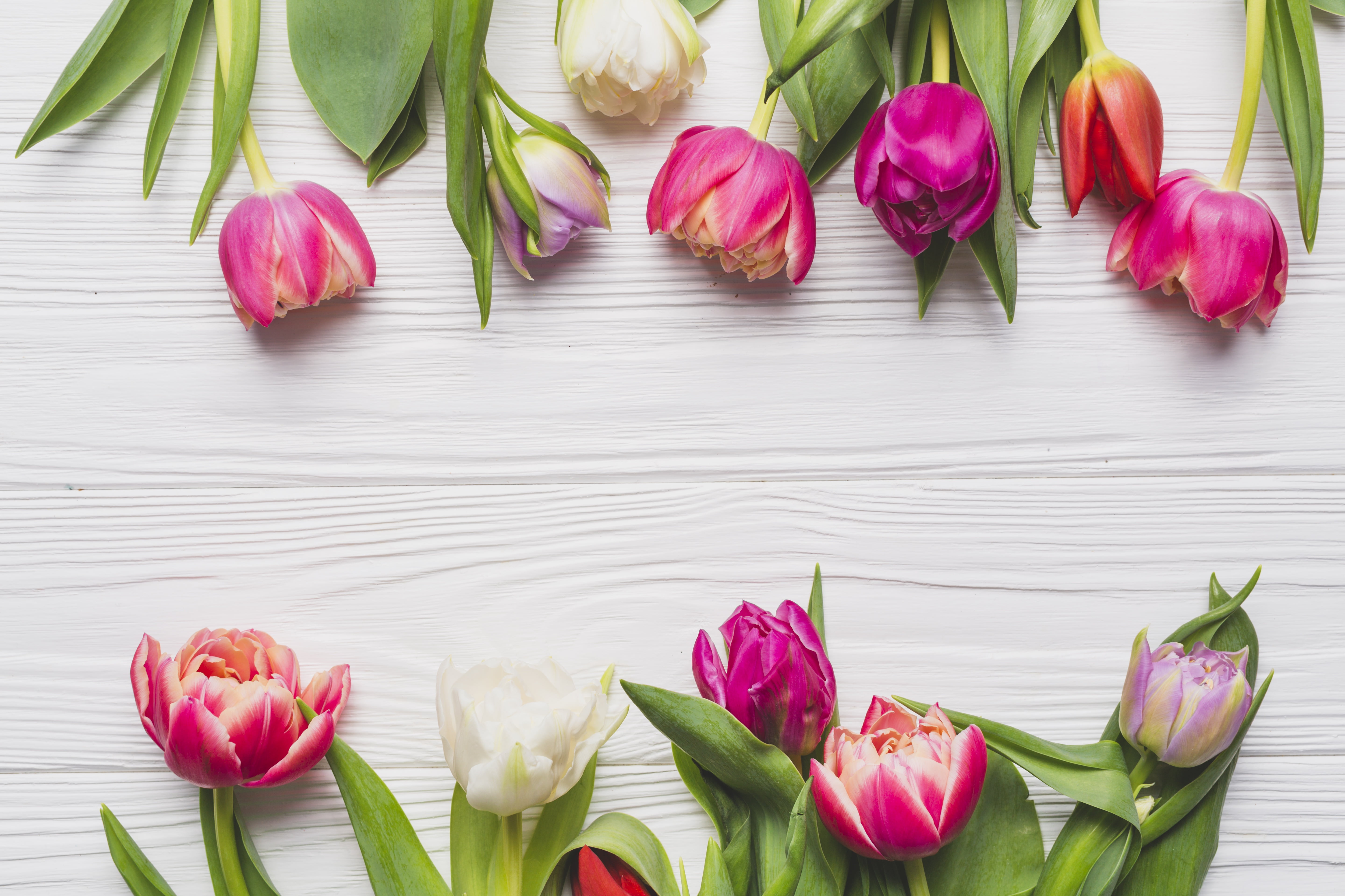 Background, Spring, 5K, Tulips, Flowers, HD Wallpaper